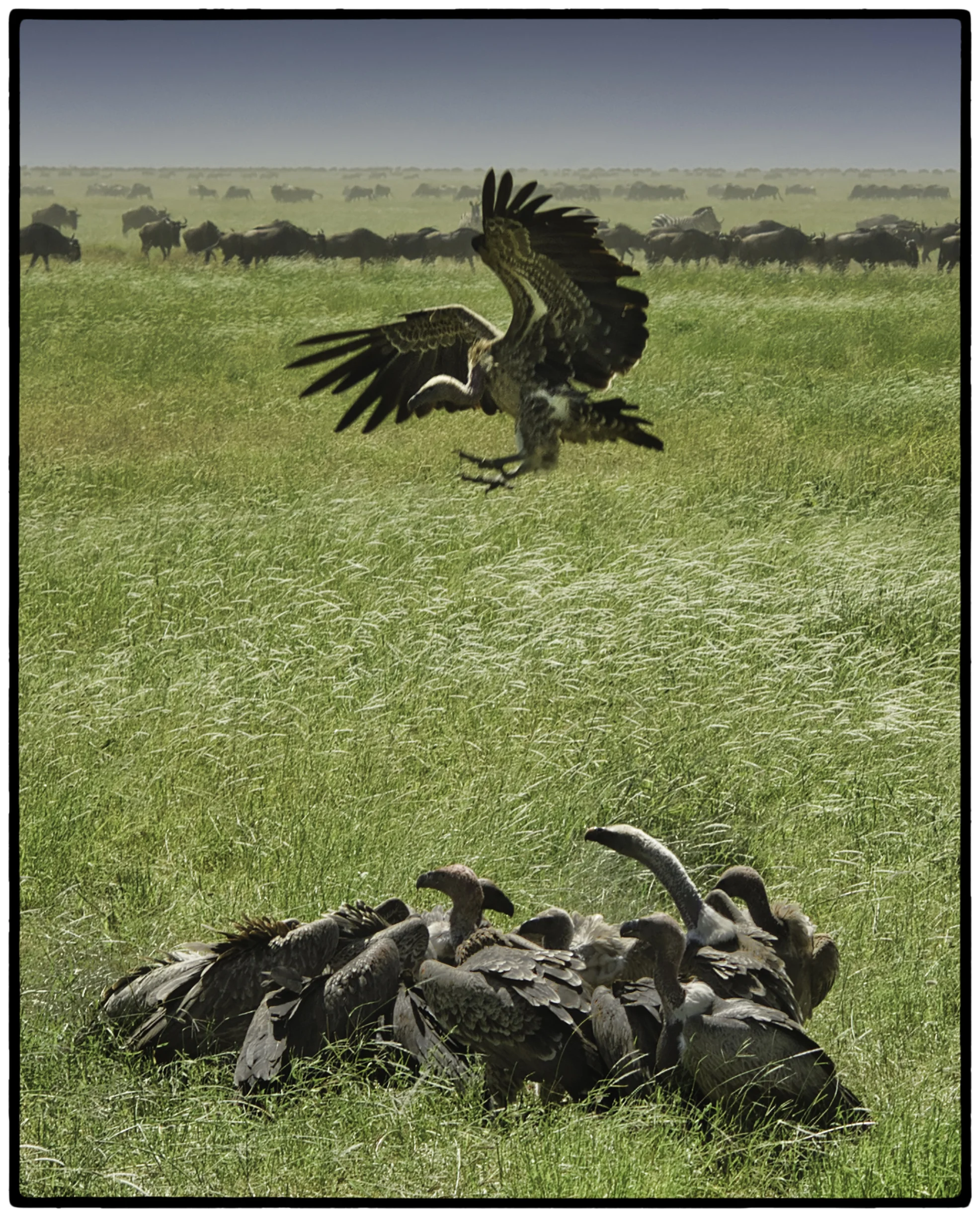 Vultures and Wildesbeests, Tanzania, Africa