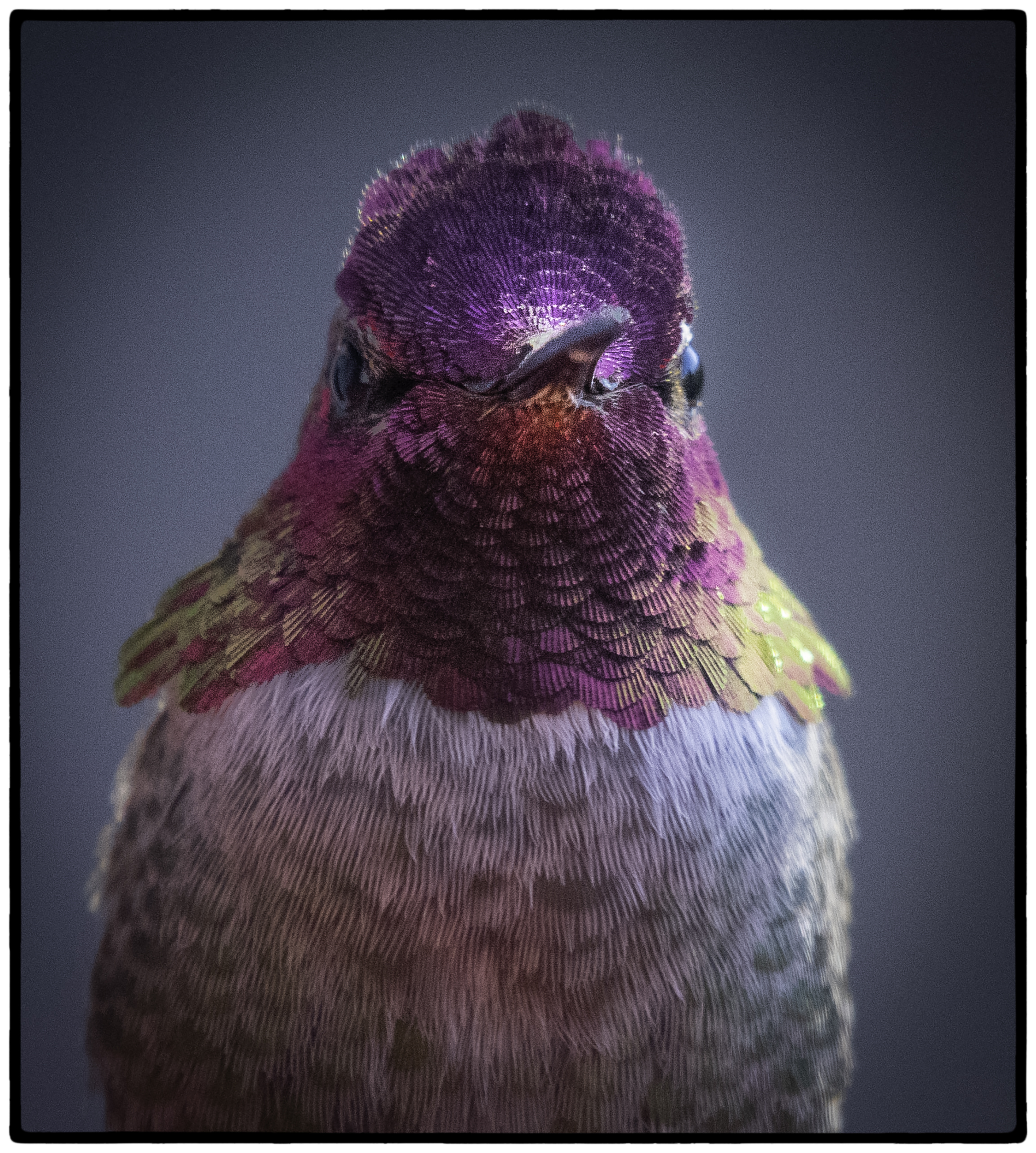 Hummingbird, Kensington, CA