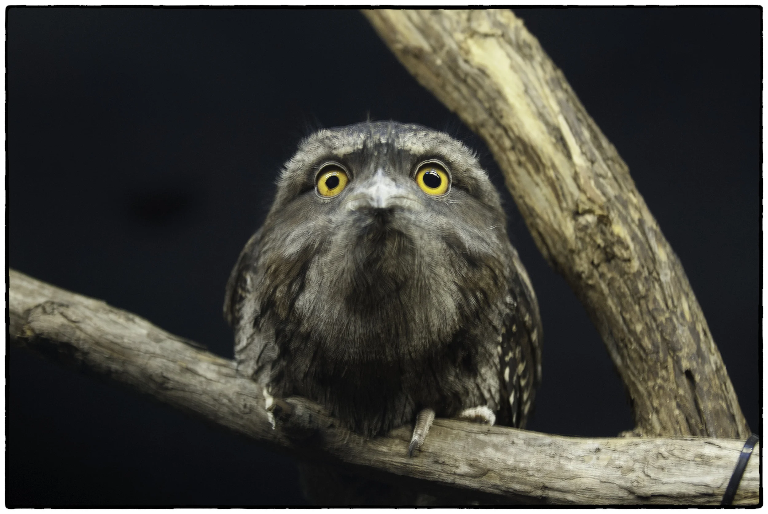 Australian Bird