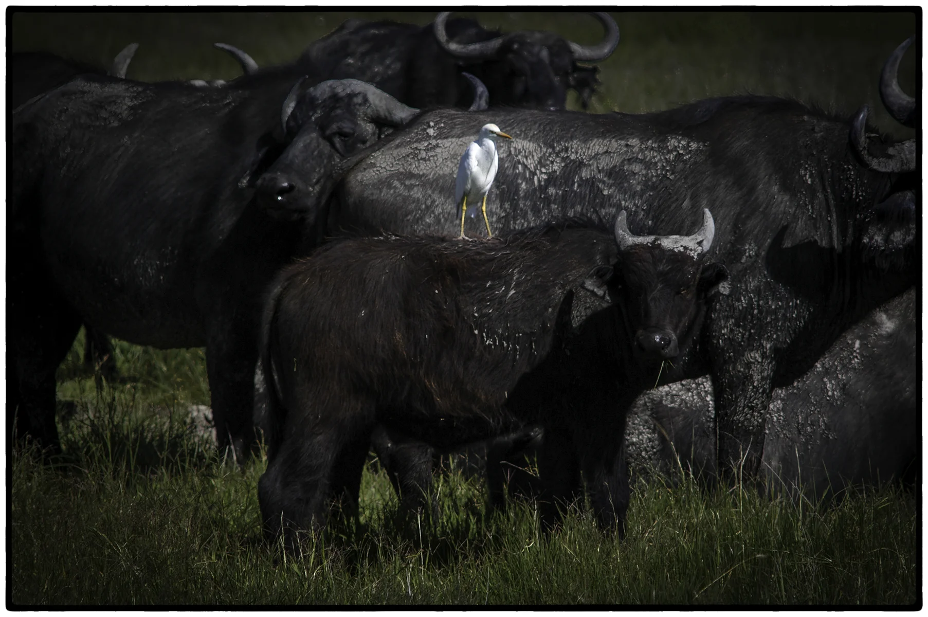 Water Buffalo and Friend, Tanzania