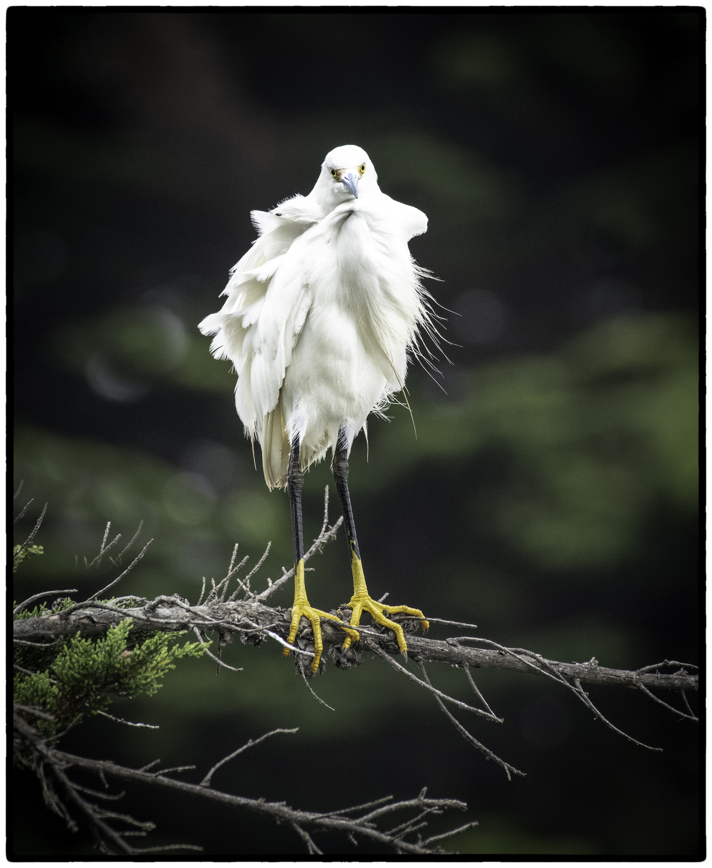 Snowy Egret, Berkeley, CA