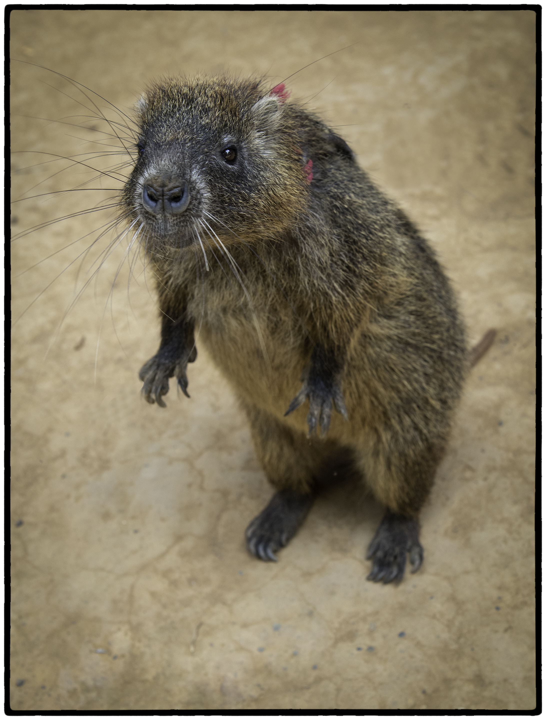 Hutia