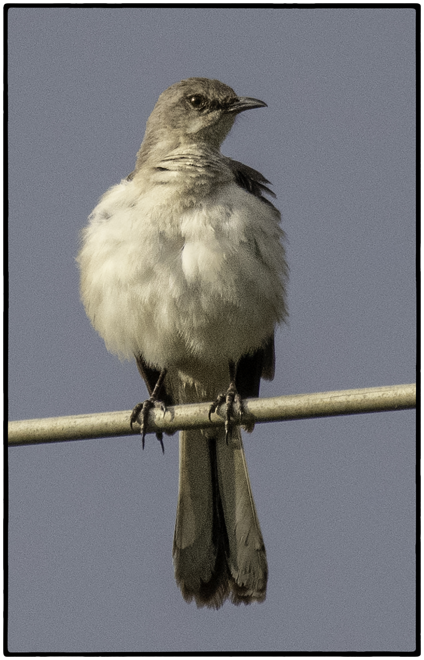 Mourning Dove