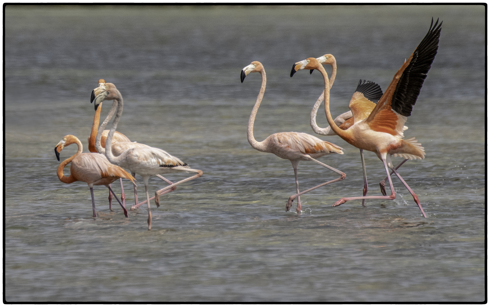 Adult Flamingoes