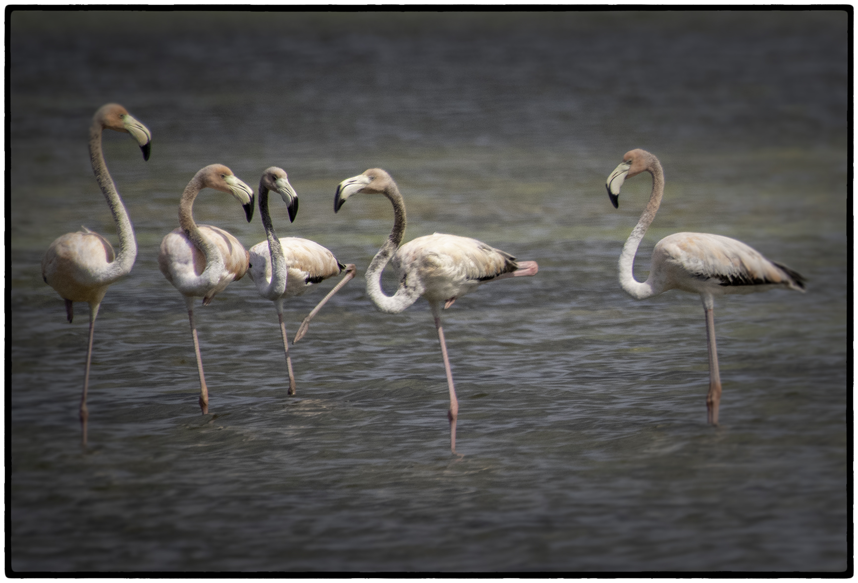 Juvenile flamingoes, Bay of Pigs