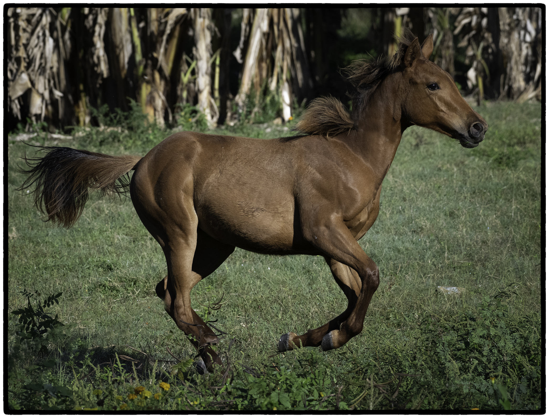 Running horse, Santa Clara, Cuba