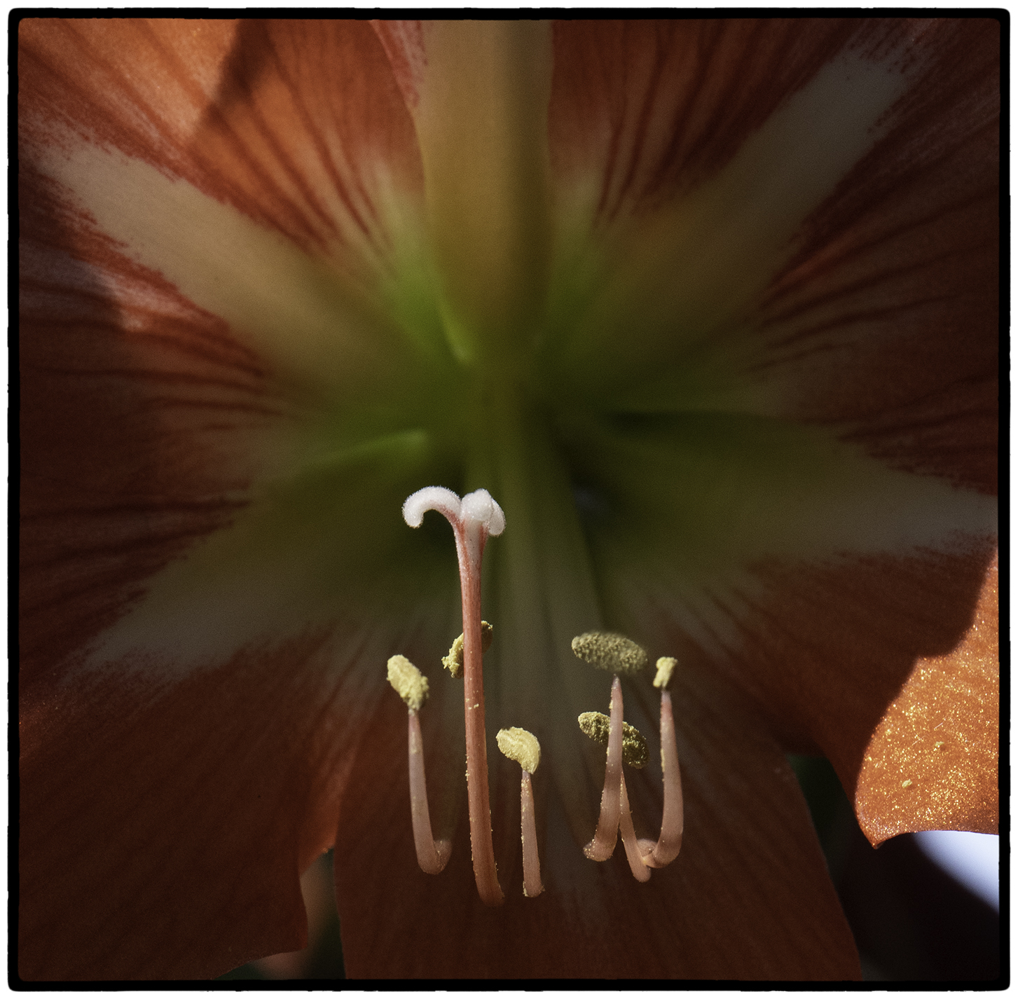 Soroa Orchid Botannical Garden