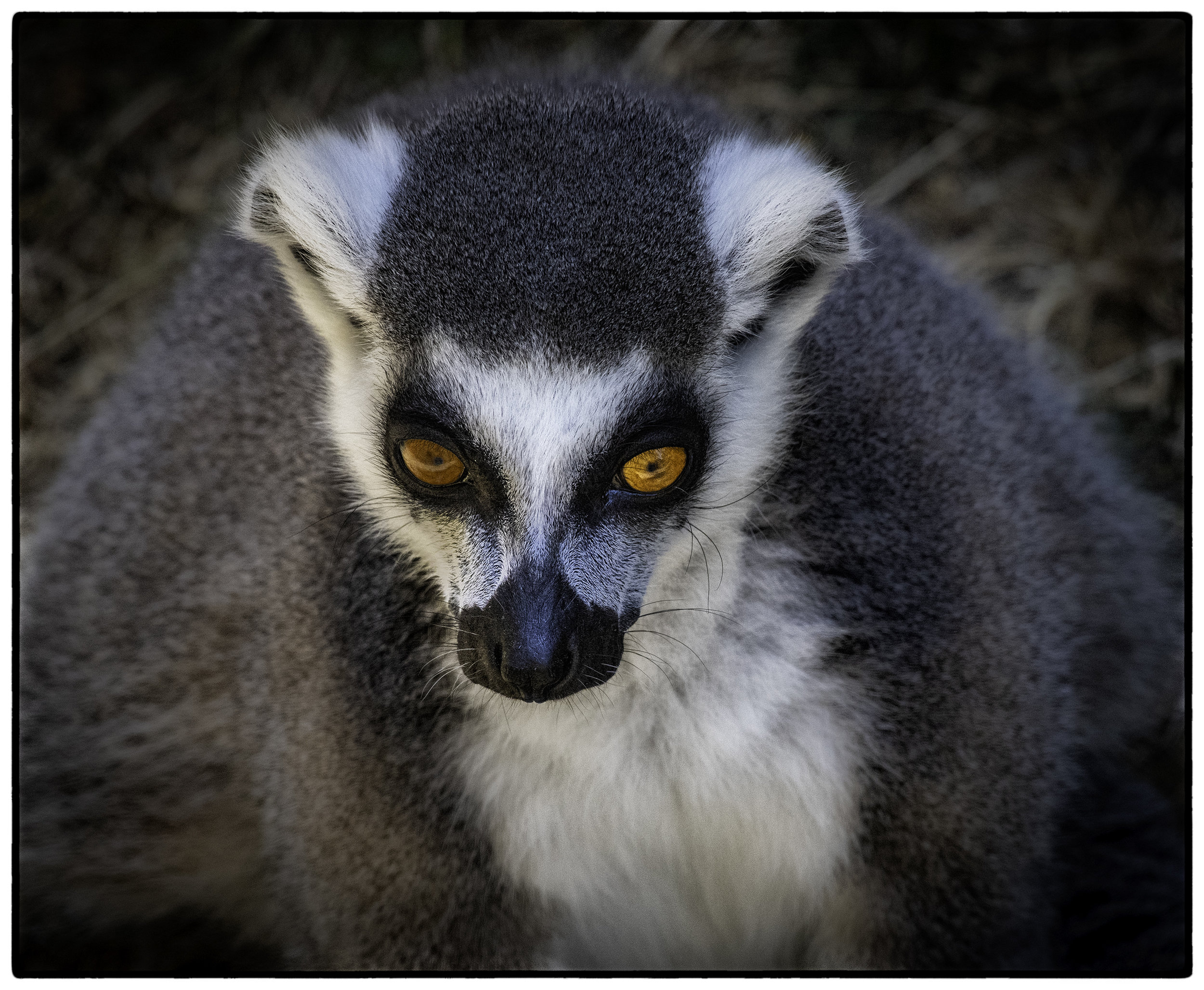 Lemur, Oakland, CA