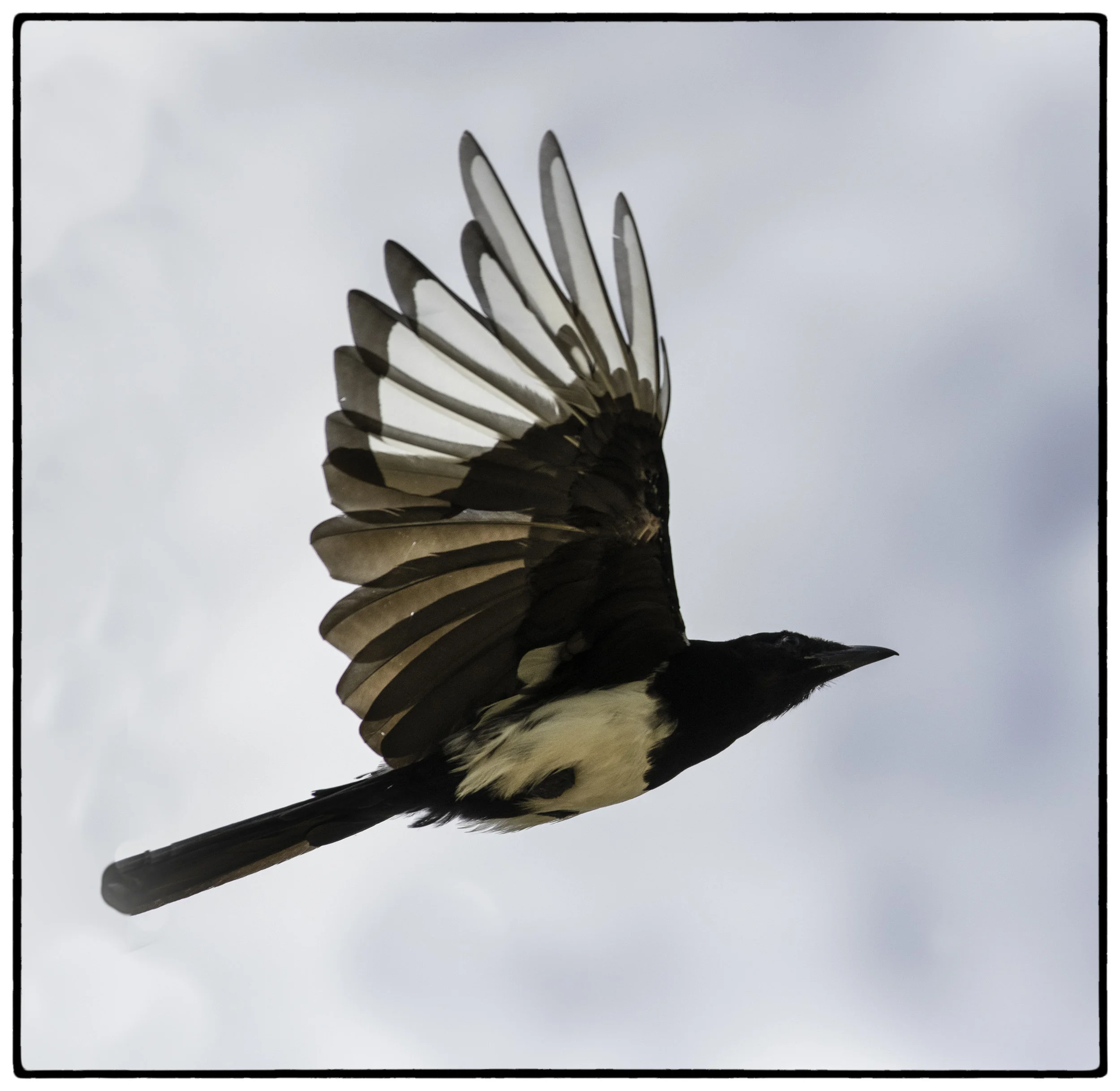 Magpie, Glenwood Springs