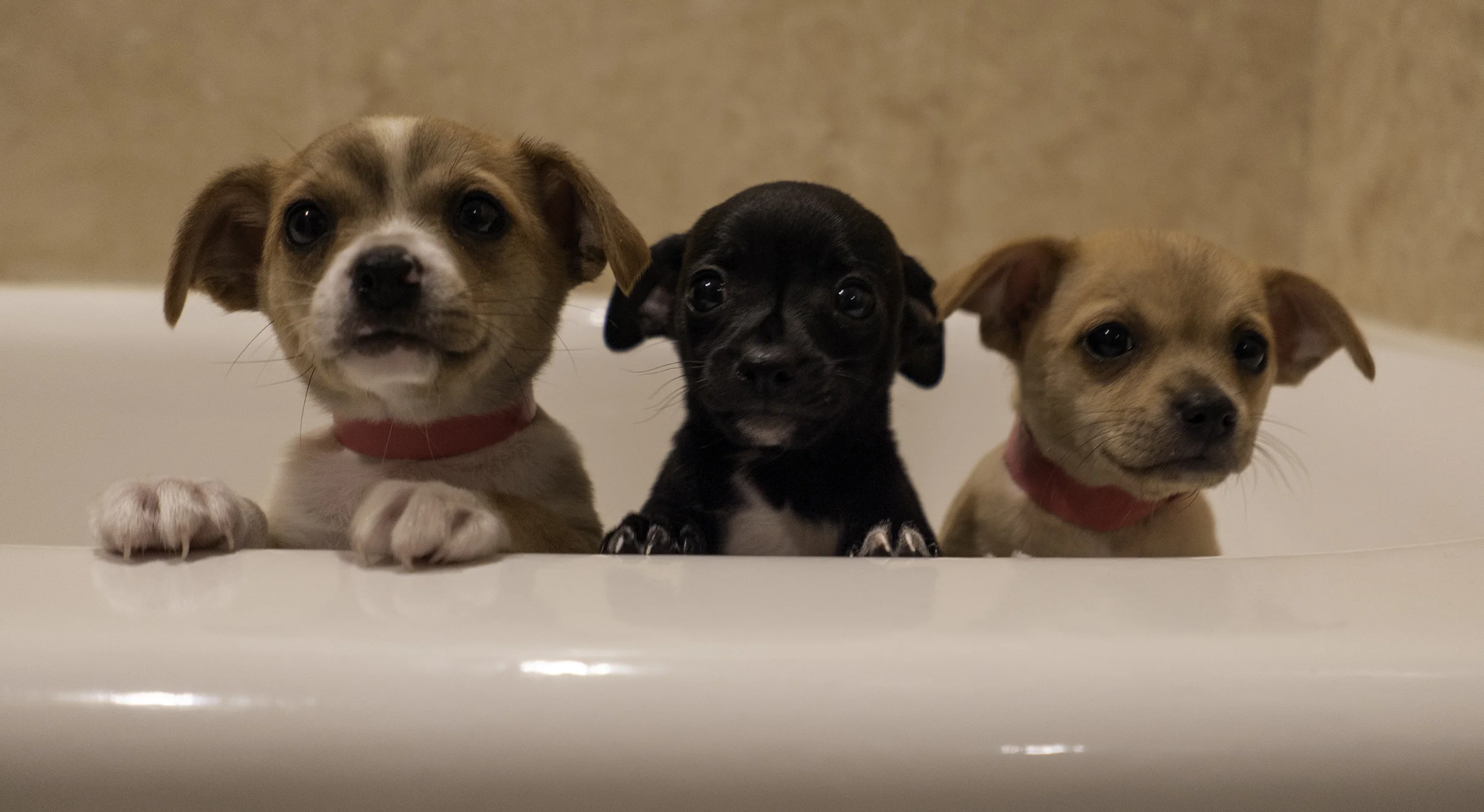 Three puppies, San Diego, CA