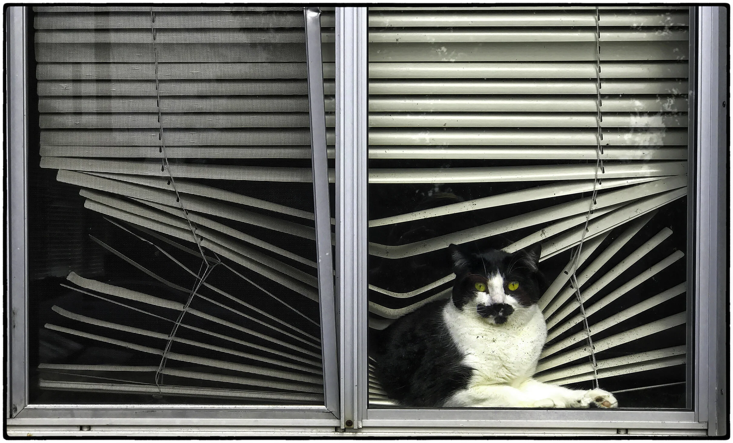 There’s no shortage of cat descriptions, about their independence, their indifference, but this image reveals it without words. It tells the truth. It’s not set up or staged. This is what cats do. When you see this you see a truth of cats.