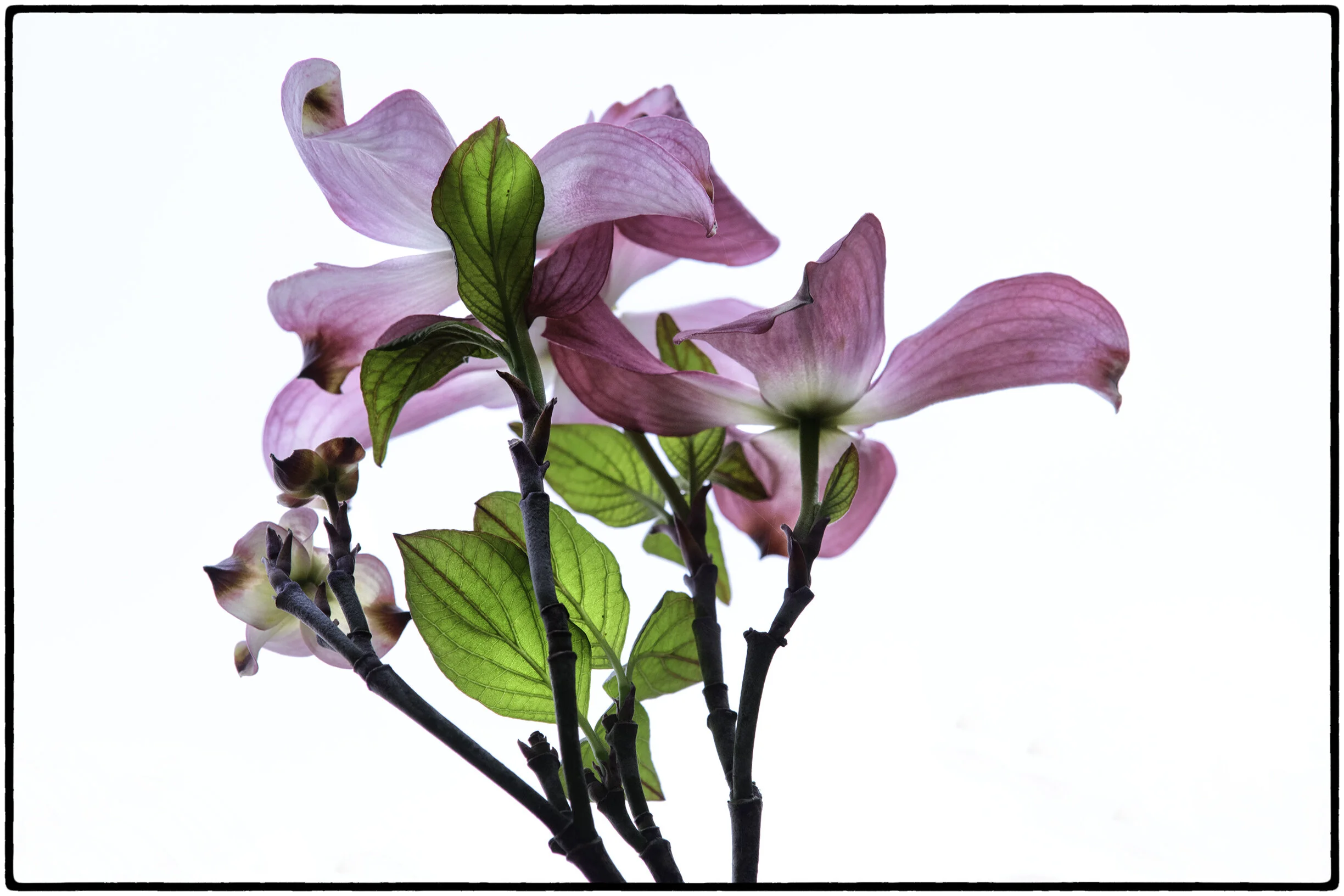 What’s also revealed here in this still life in the translucence of the leaves is the essence of what leaves are all about.
