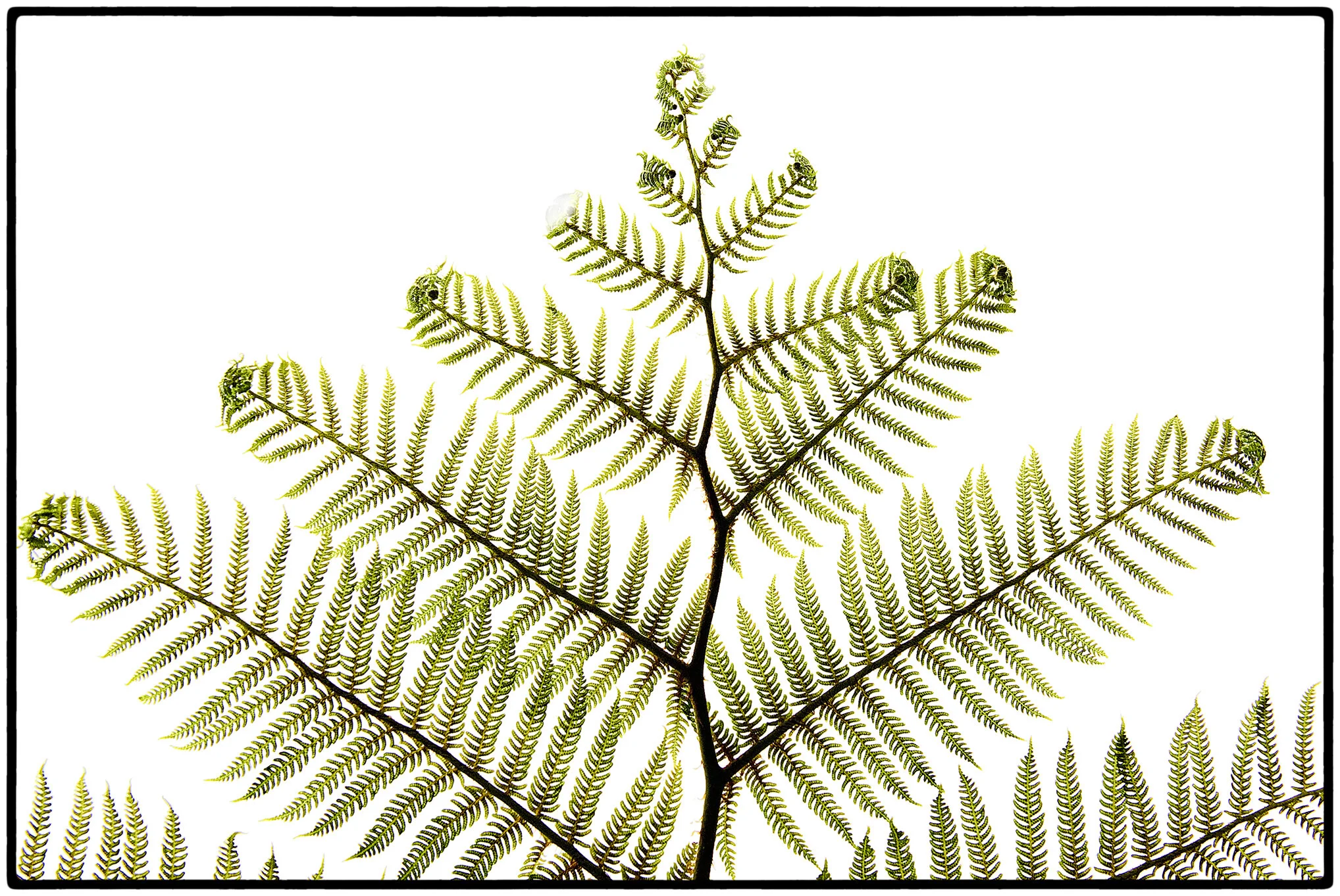More of the same. In a photograph we are drawn to an interpretation of what is. In this case, the patterns of the fronds, the peculiar curving end to the major frond, the staggered growth of the offshoots on the main frond reveal a truth in nature,