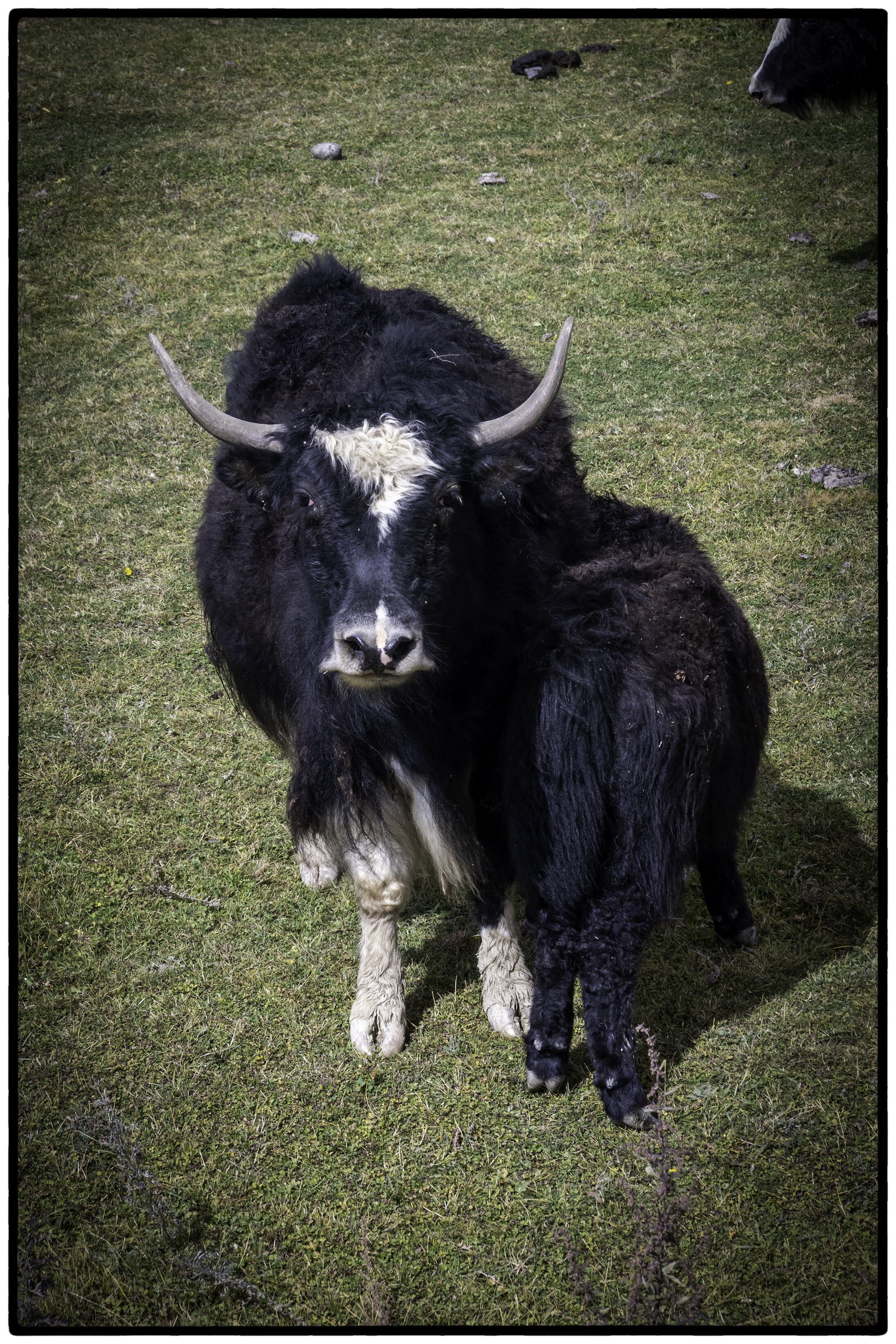 Nursing yak, Shangri-la