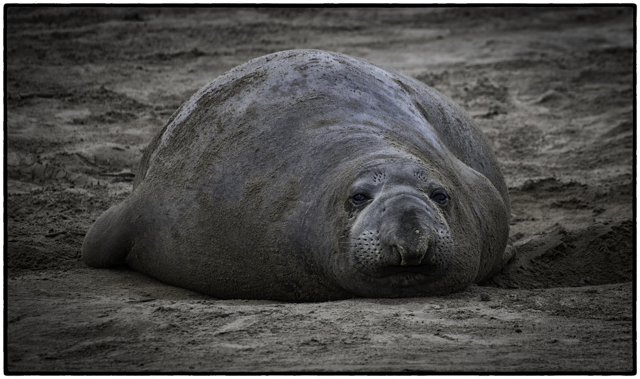 Elephant Seal,. Ano Nuevo 
