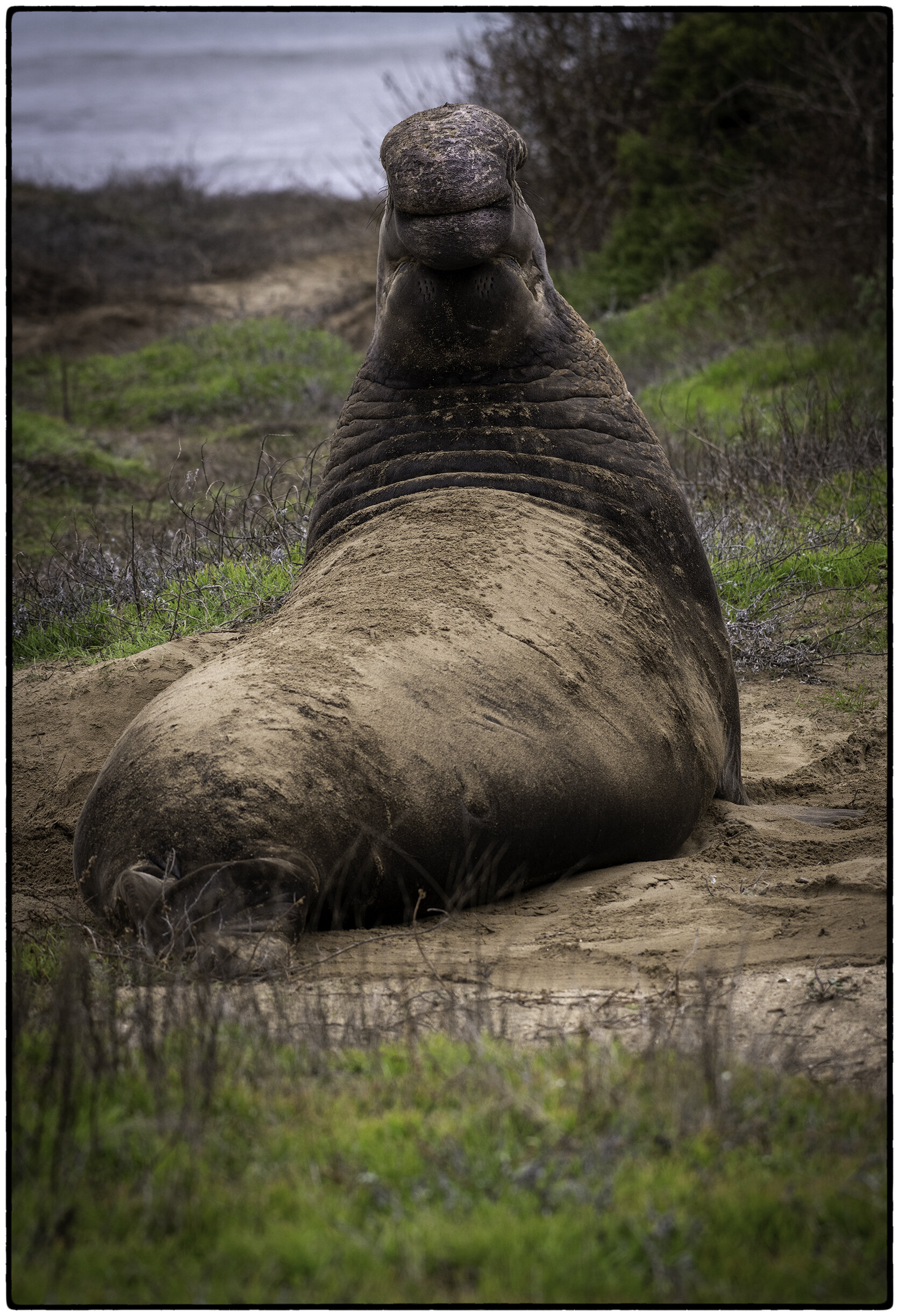 Elephant Seal, Ano Nuevo
