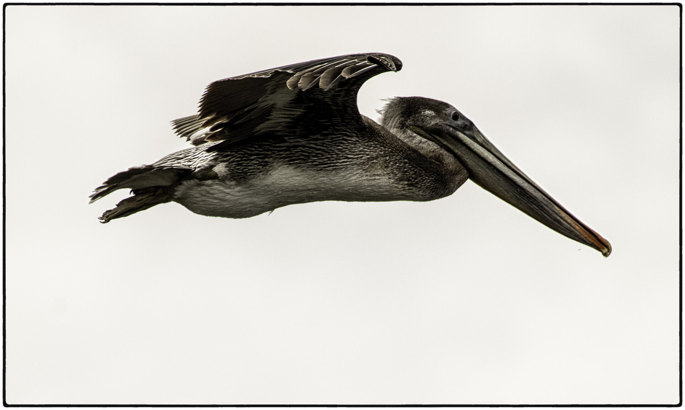 Pelican, Ano Nuevo