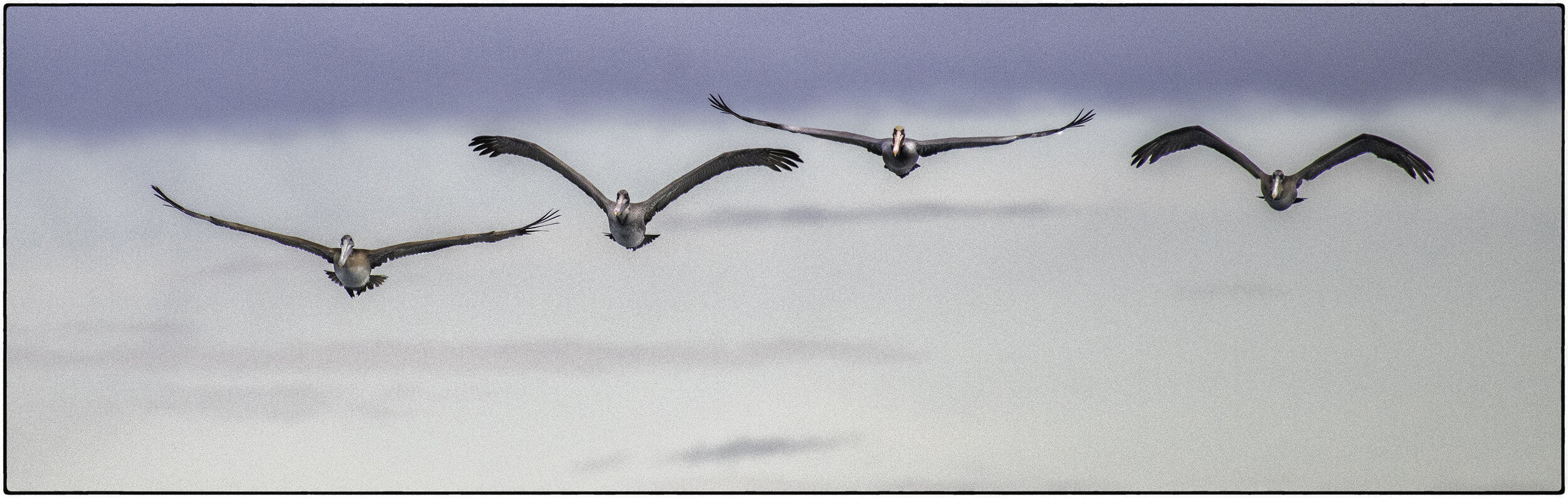 Pelicans, Monterey
