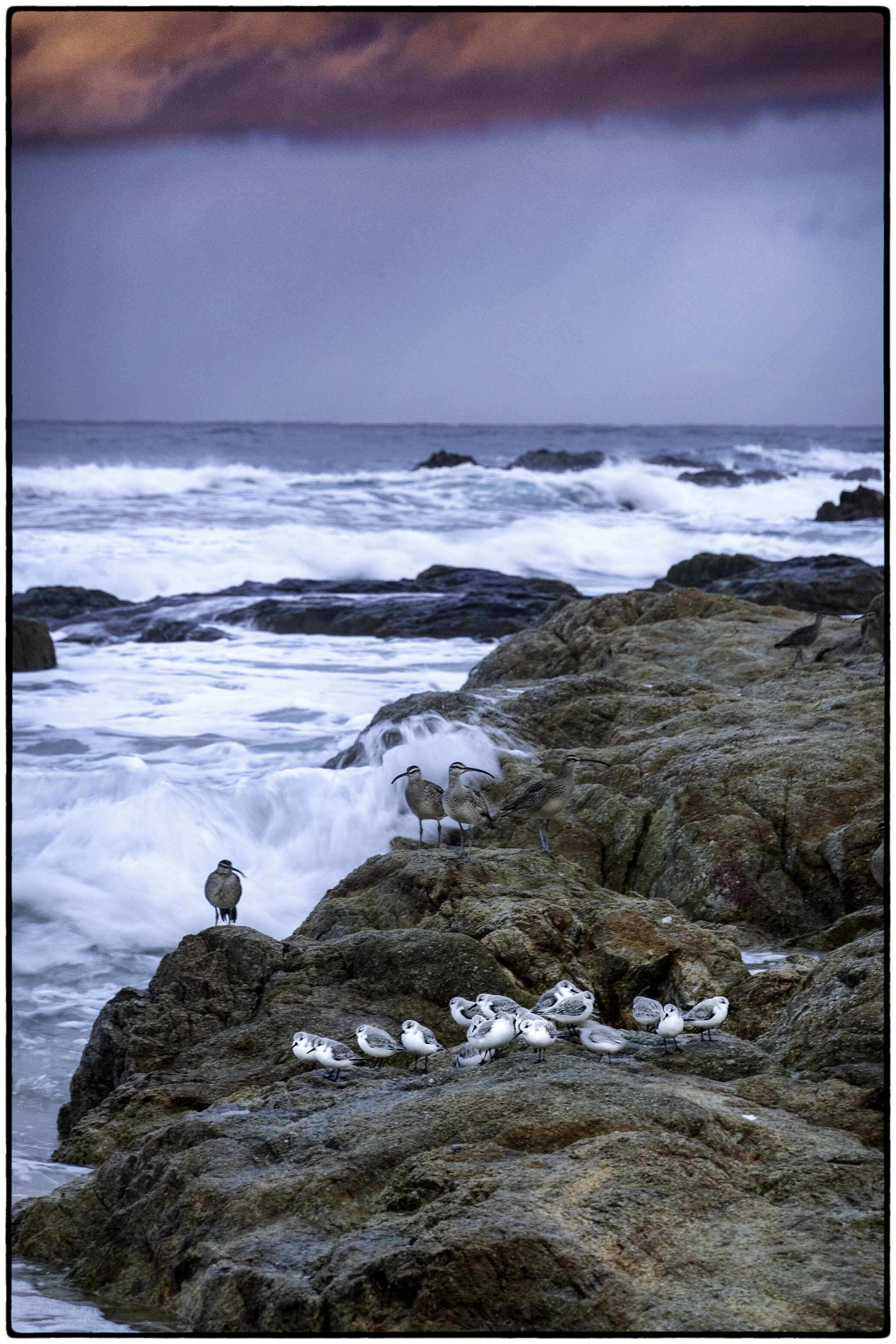 Sanderlings, Asilomar State Beach