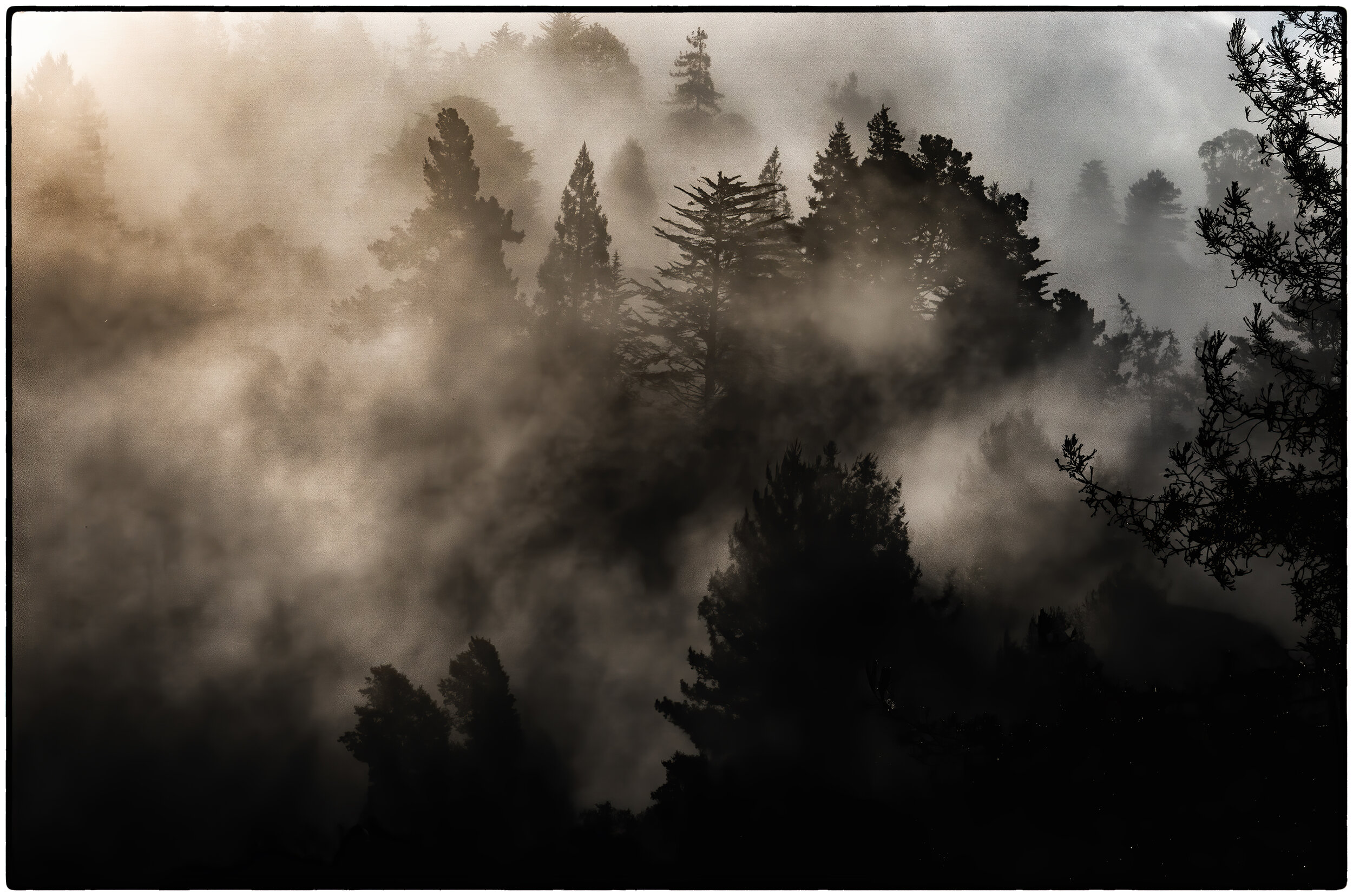 Early morning fog, trees, Tilden Park, Kensington