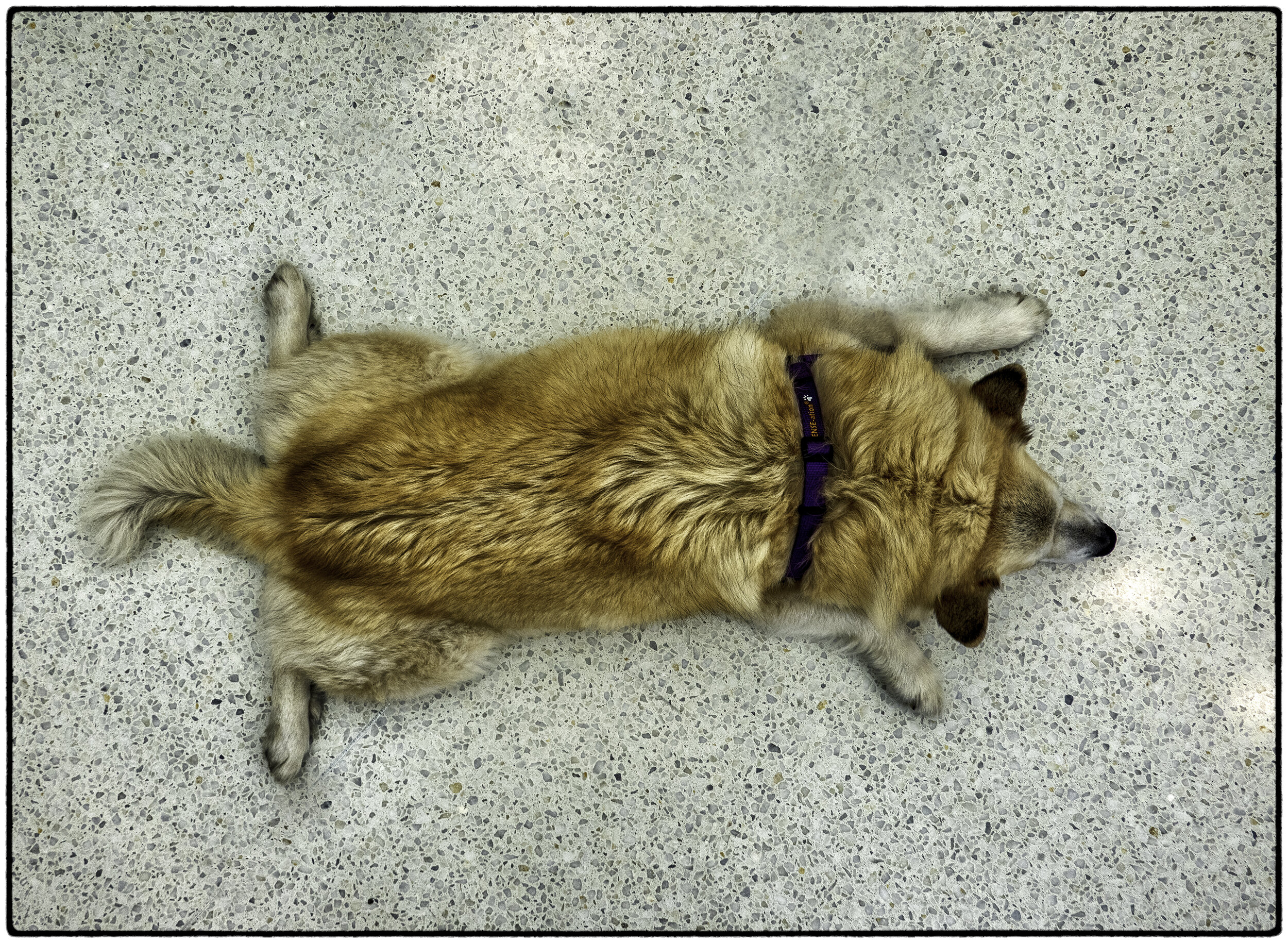 Sleeping Dog, Apple Store, Corte Madera