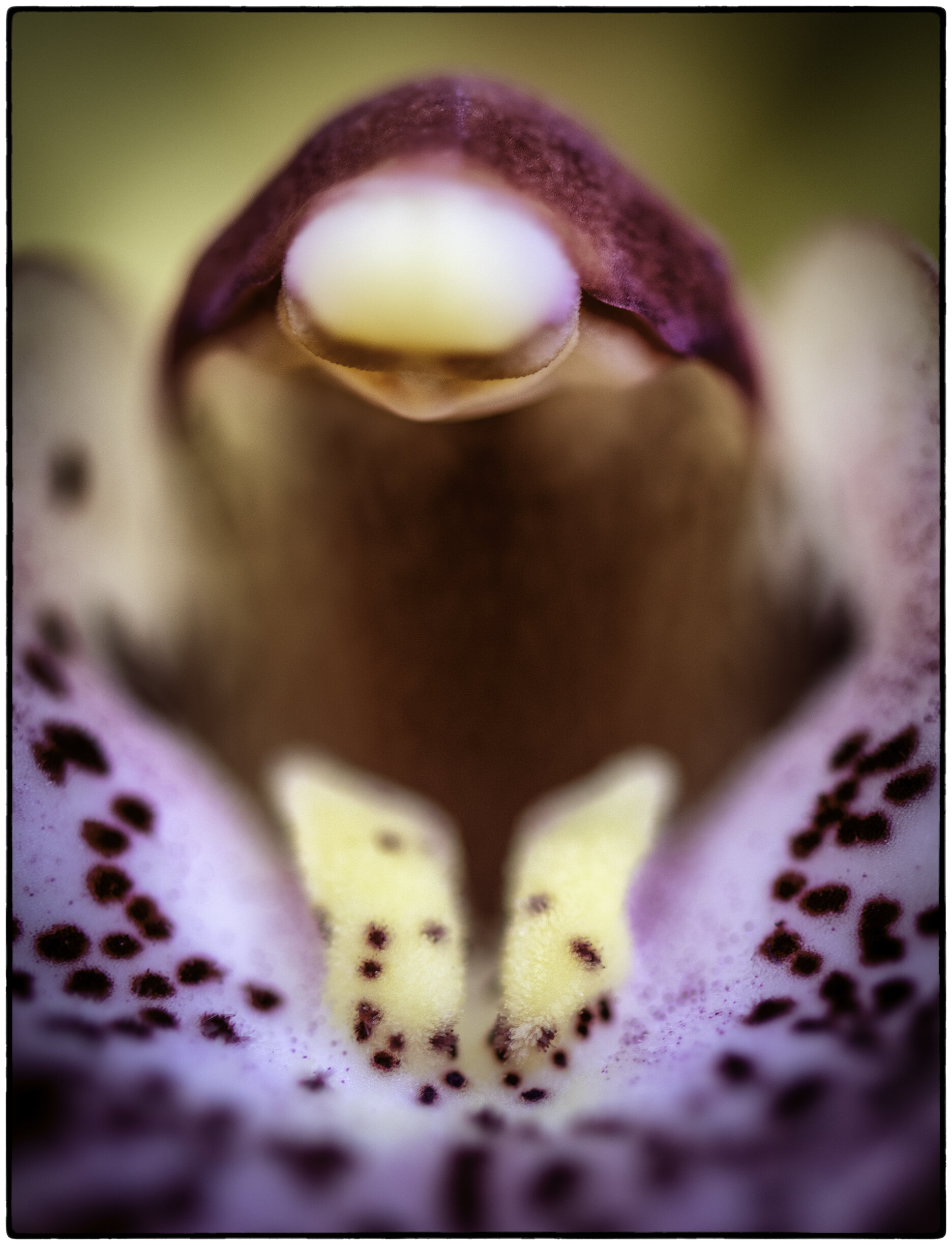 Orchid at Prayer