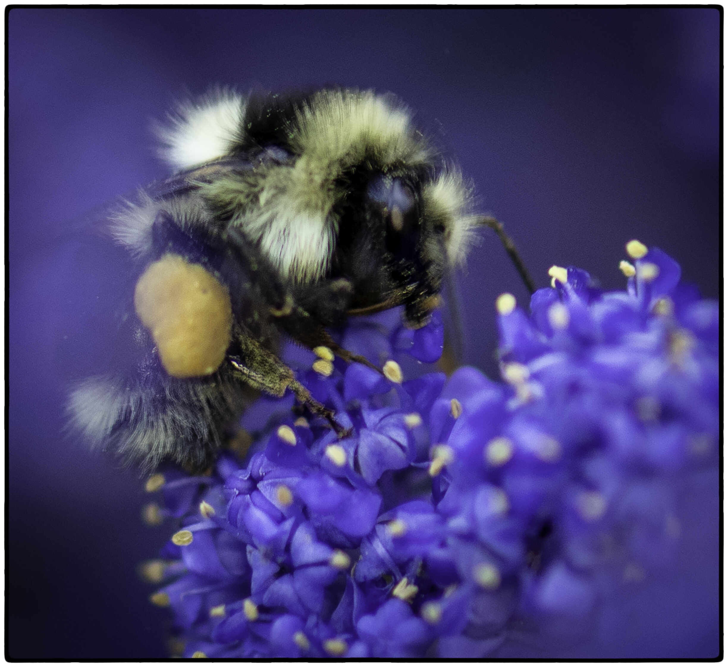 Ceonothus