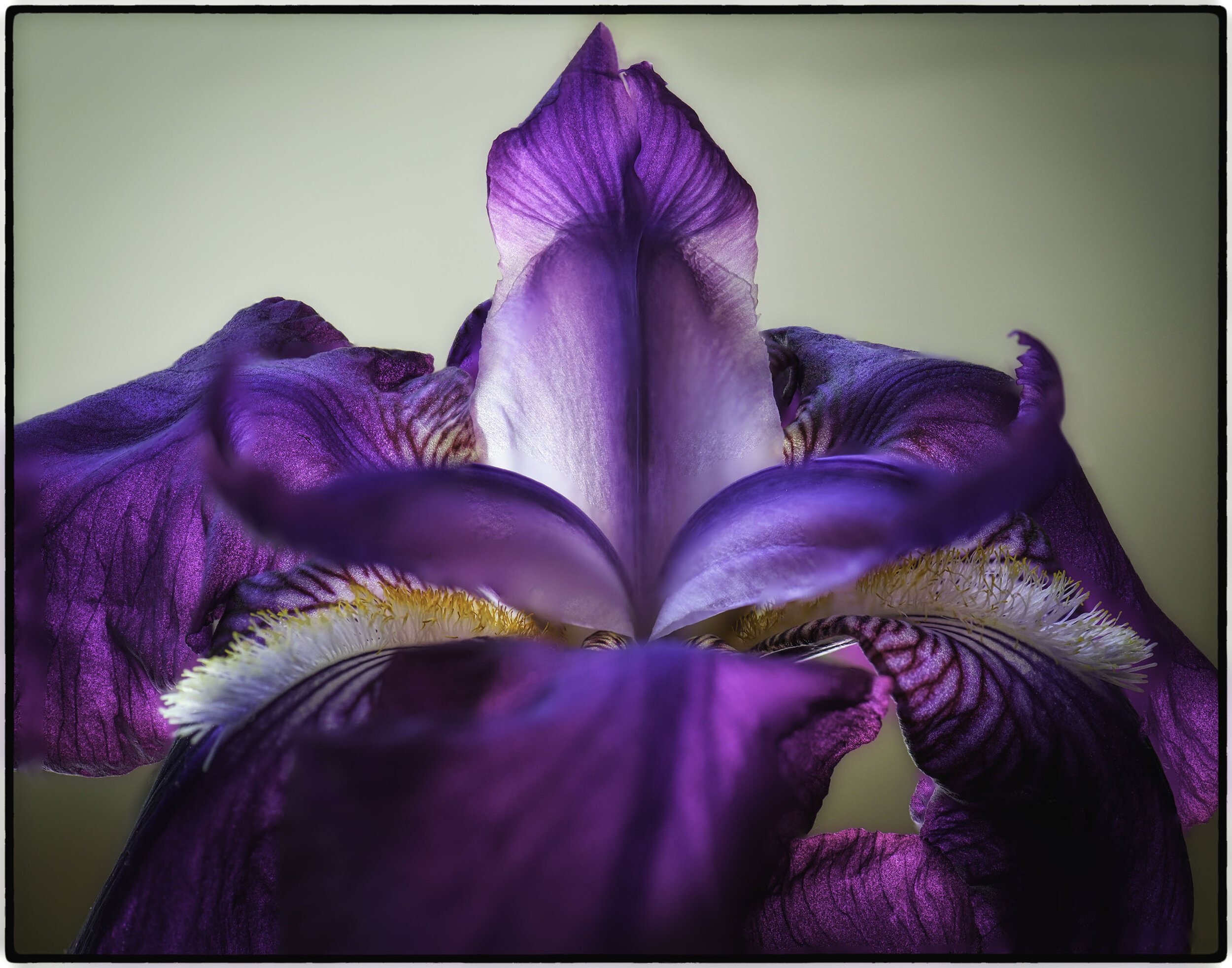 Bearded Iris (1)