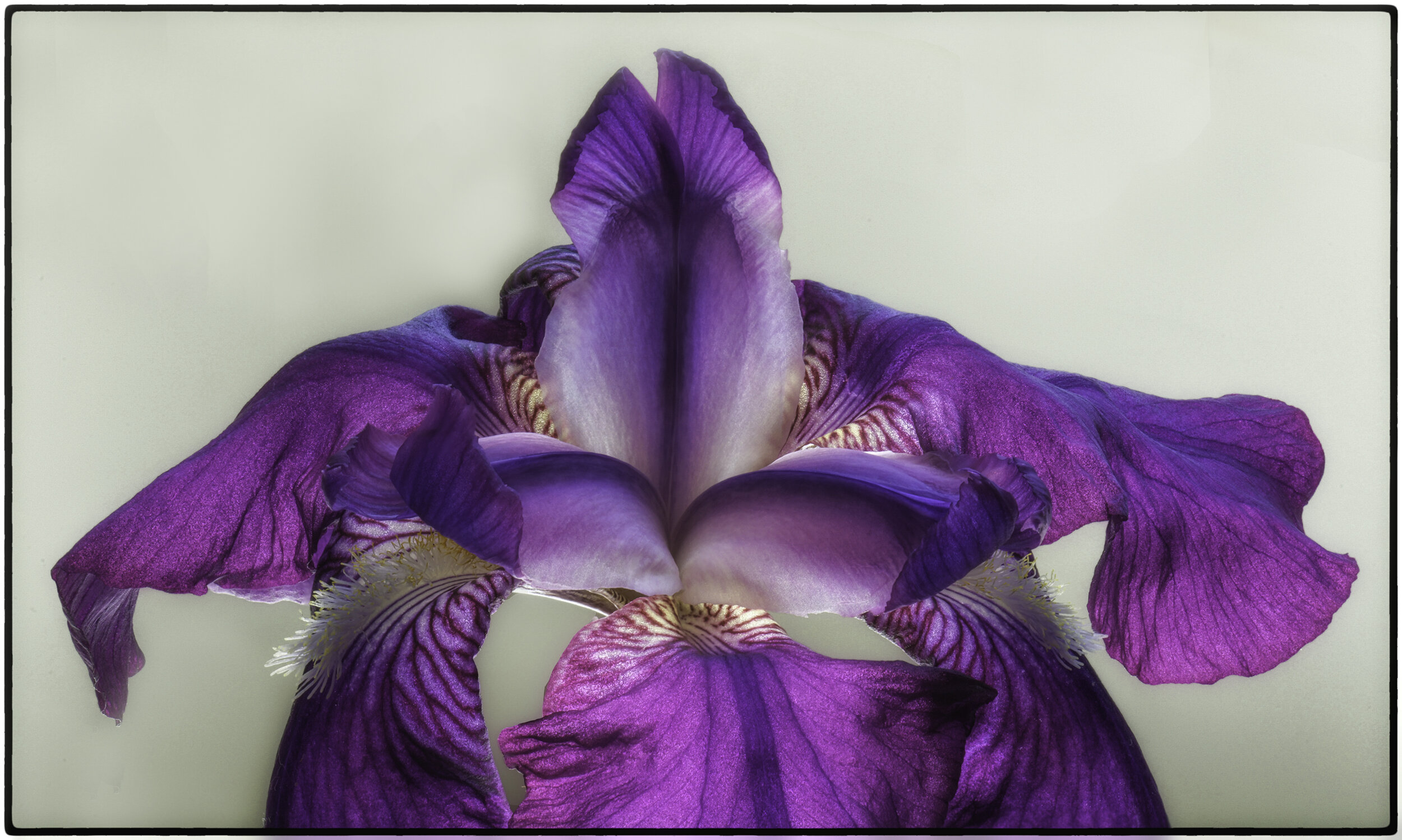 Bearded Iris (3)