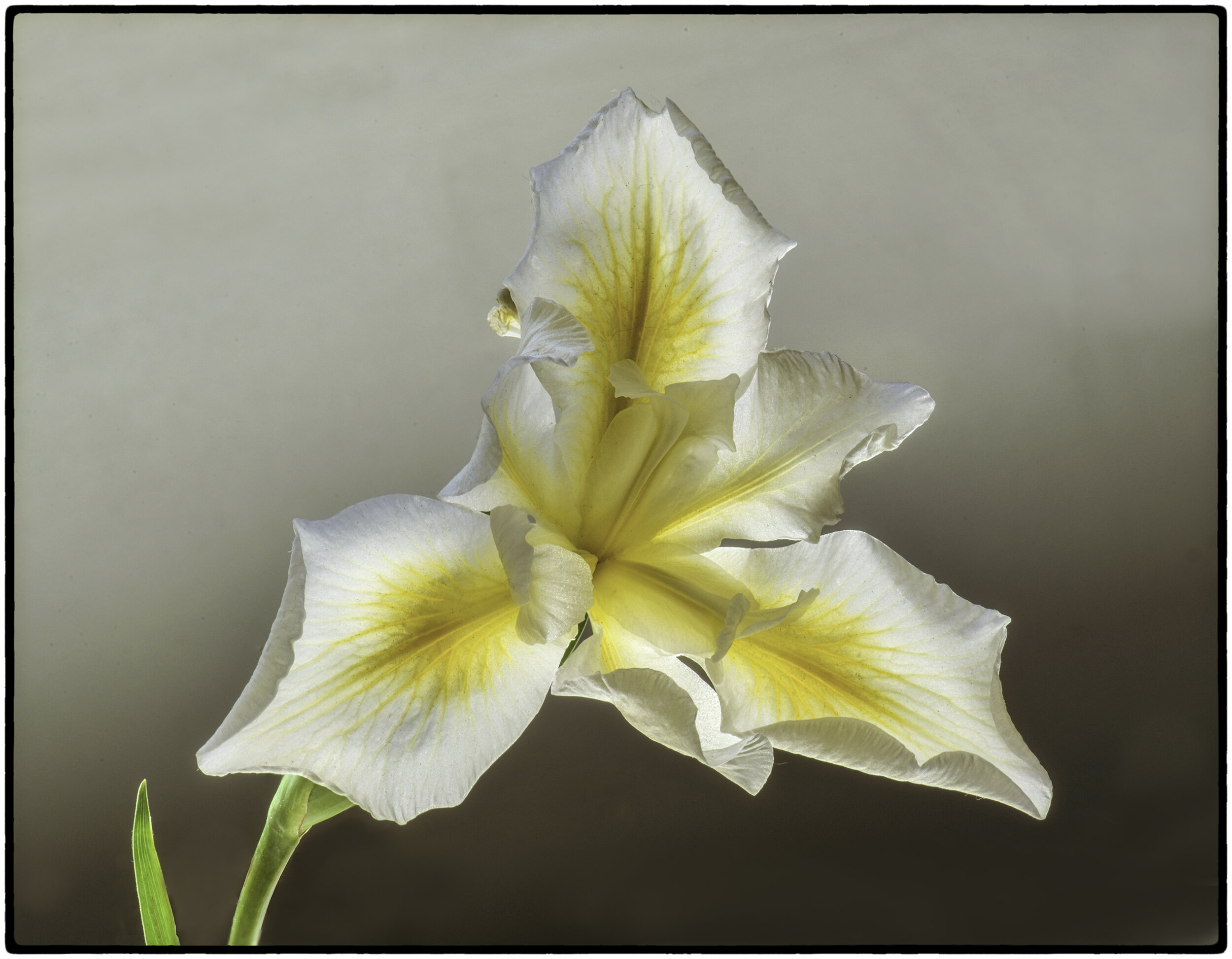 Yellow and White Pacific Coast Iris
