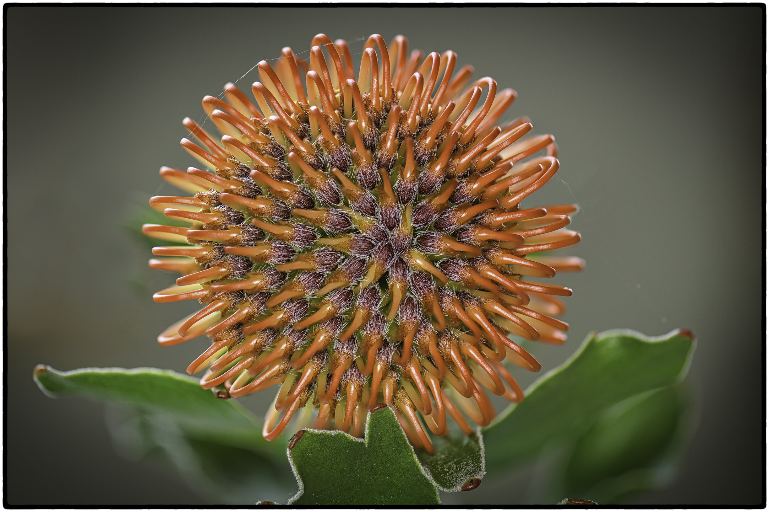 Coneflower