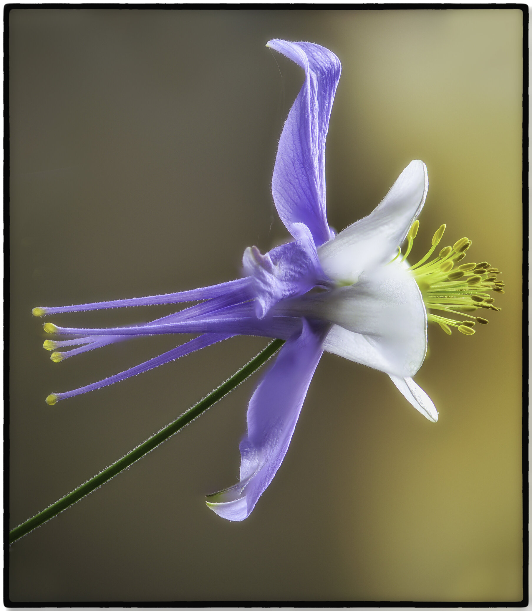 Columbine (5)