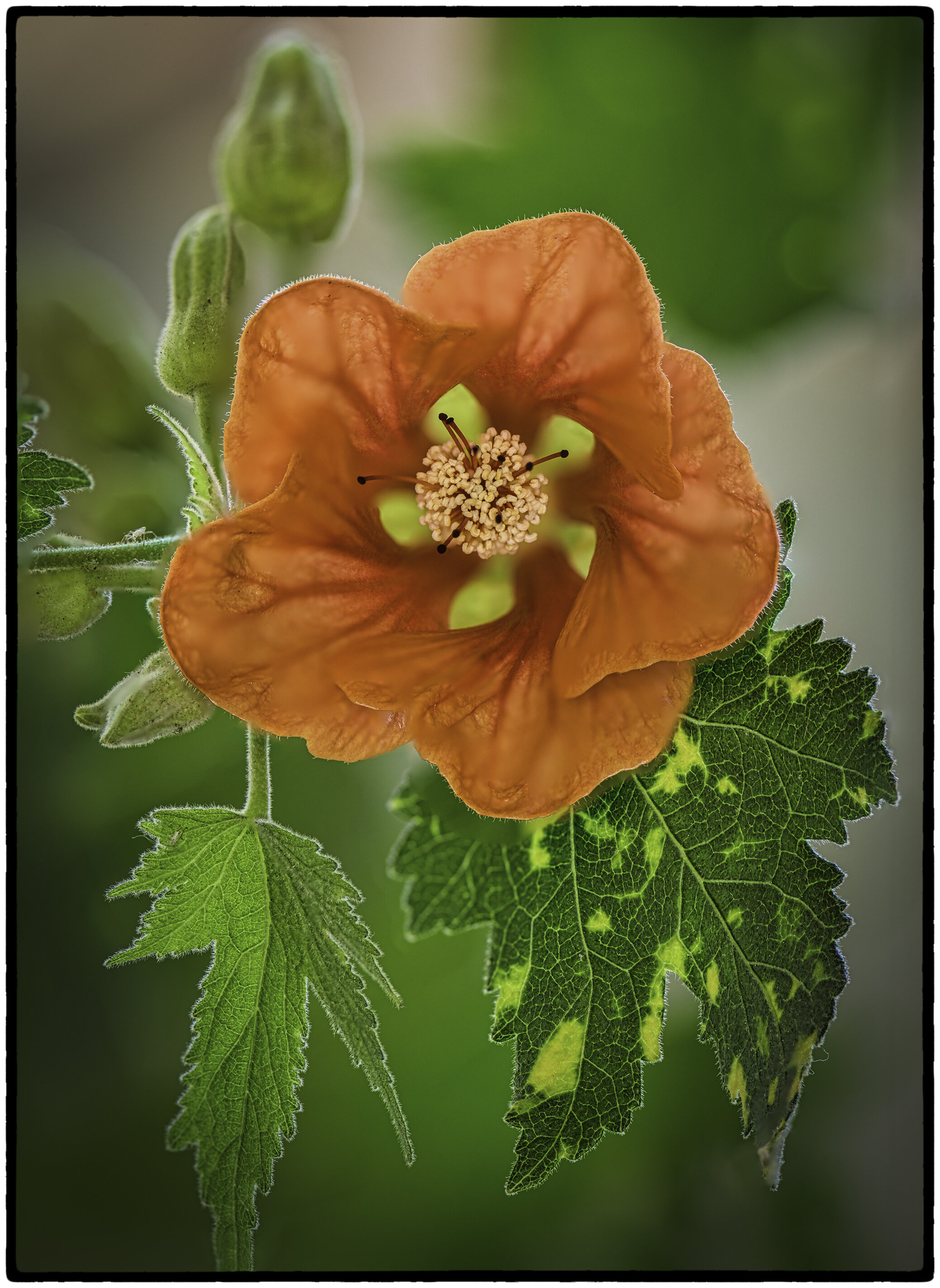 Abutilon