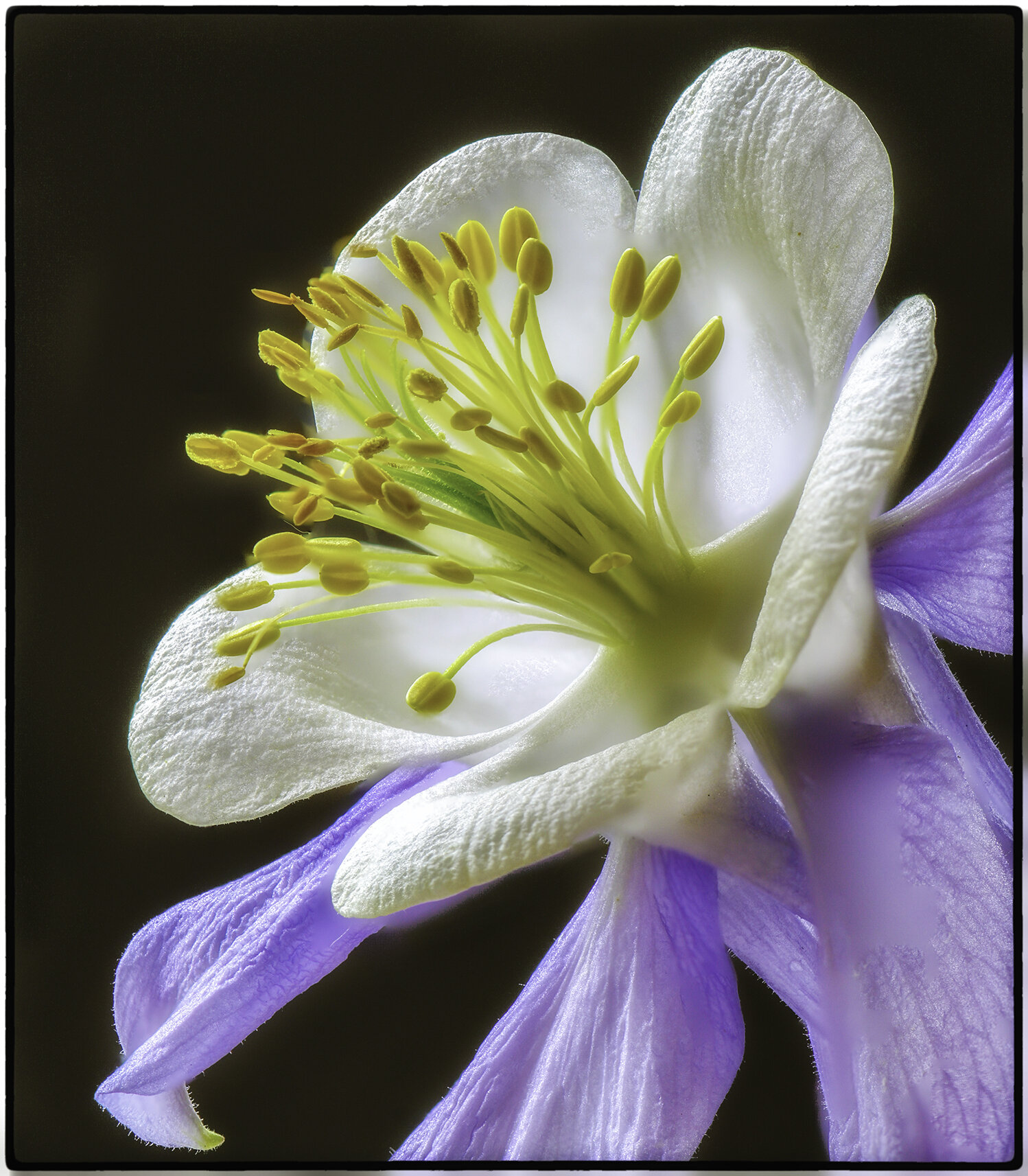 Columbine (7)