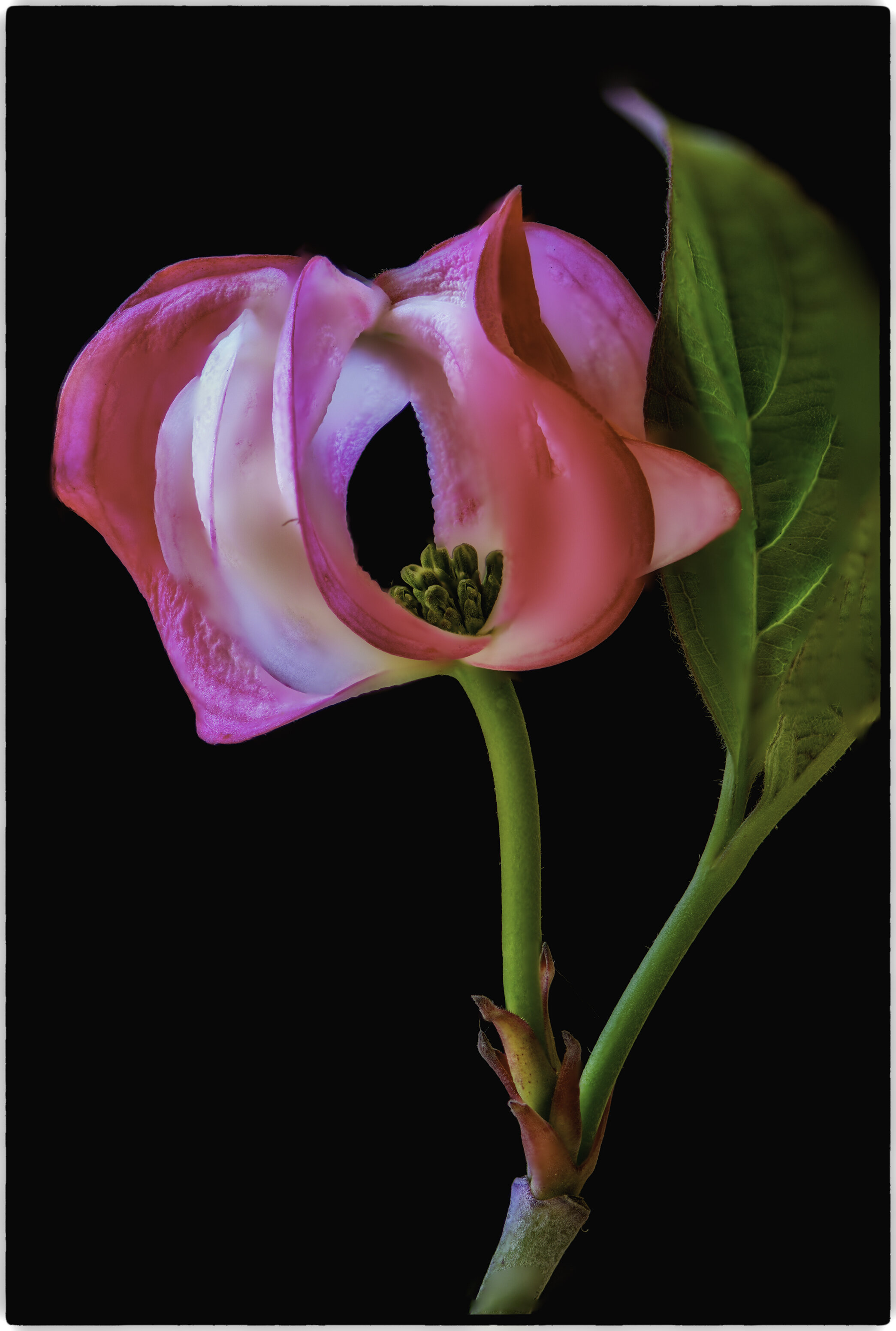  Spring 2020 my pink dogwood produced ten or twelve flowers.  Here they are.  Each image is comprised of between fifty and one hundred separate images sandwiched together. 