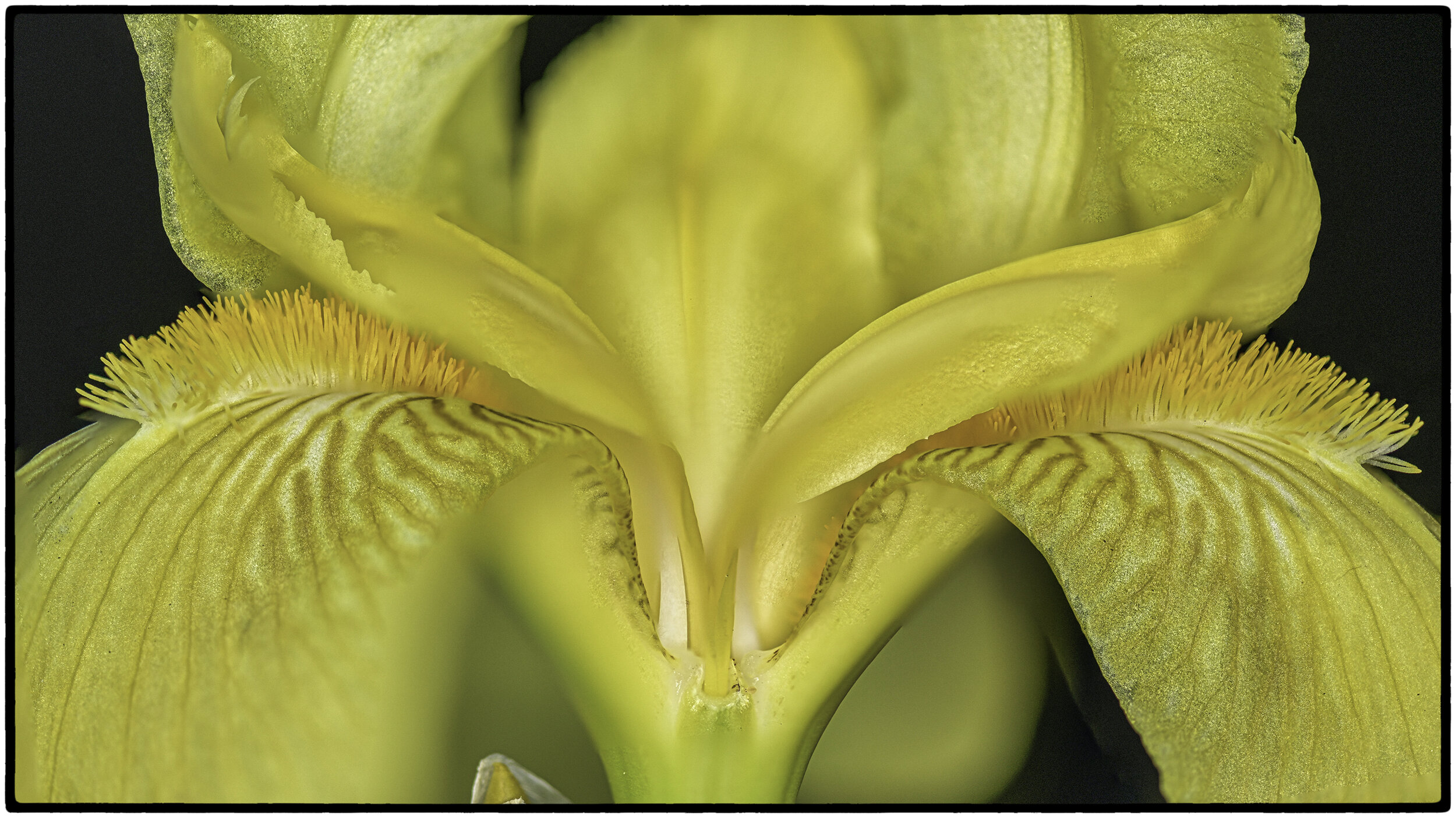 Bearded Paleyellow iris