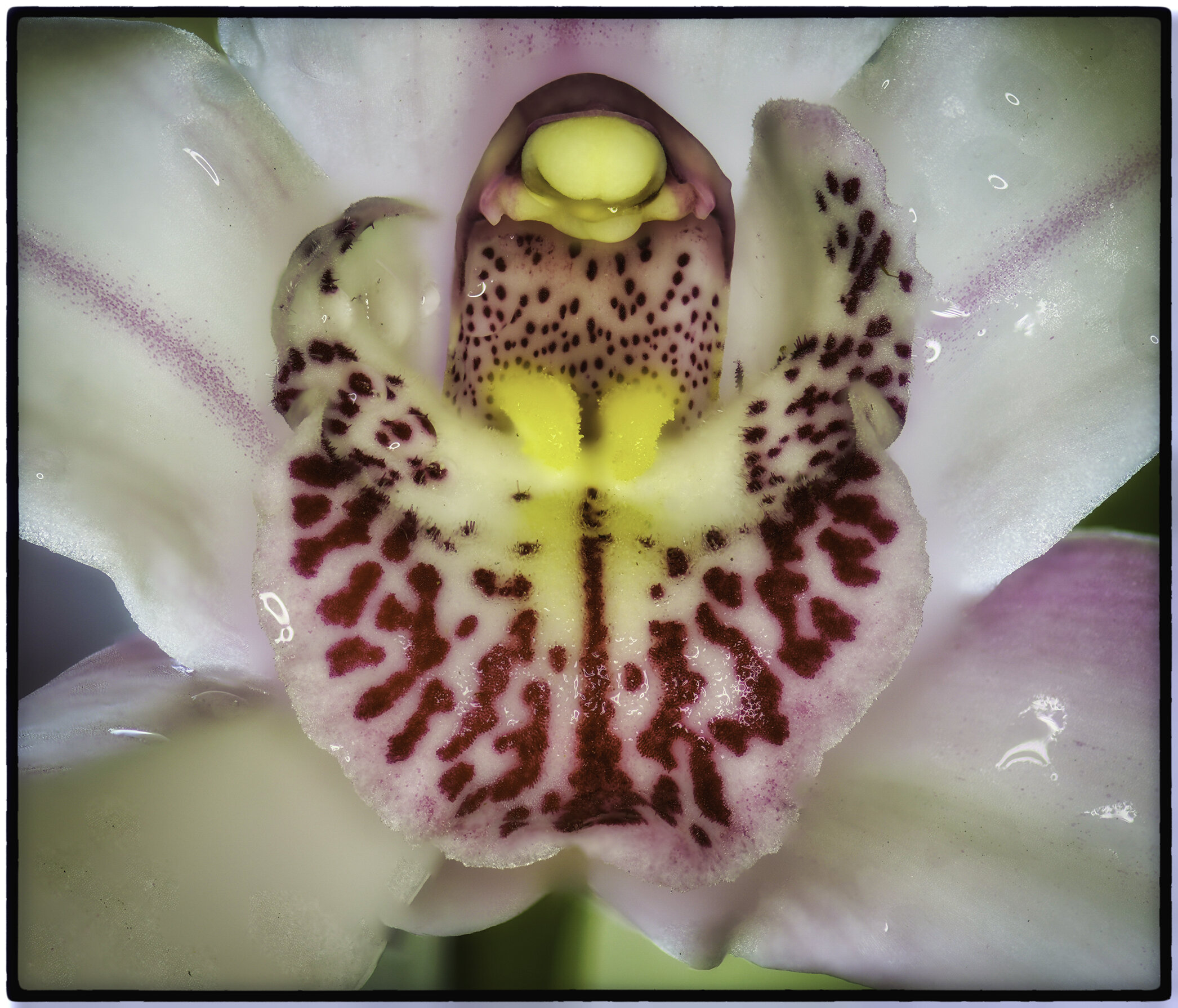 Orchid