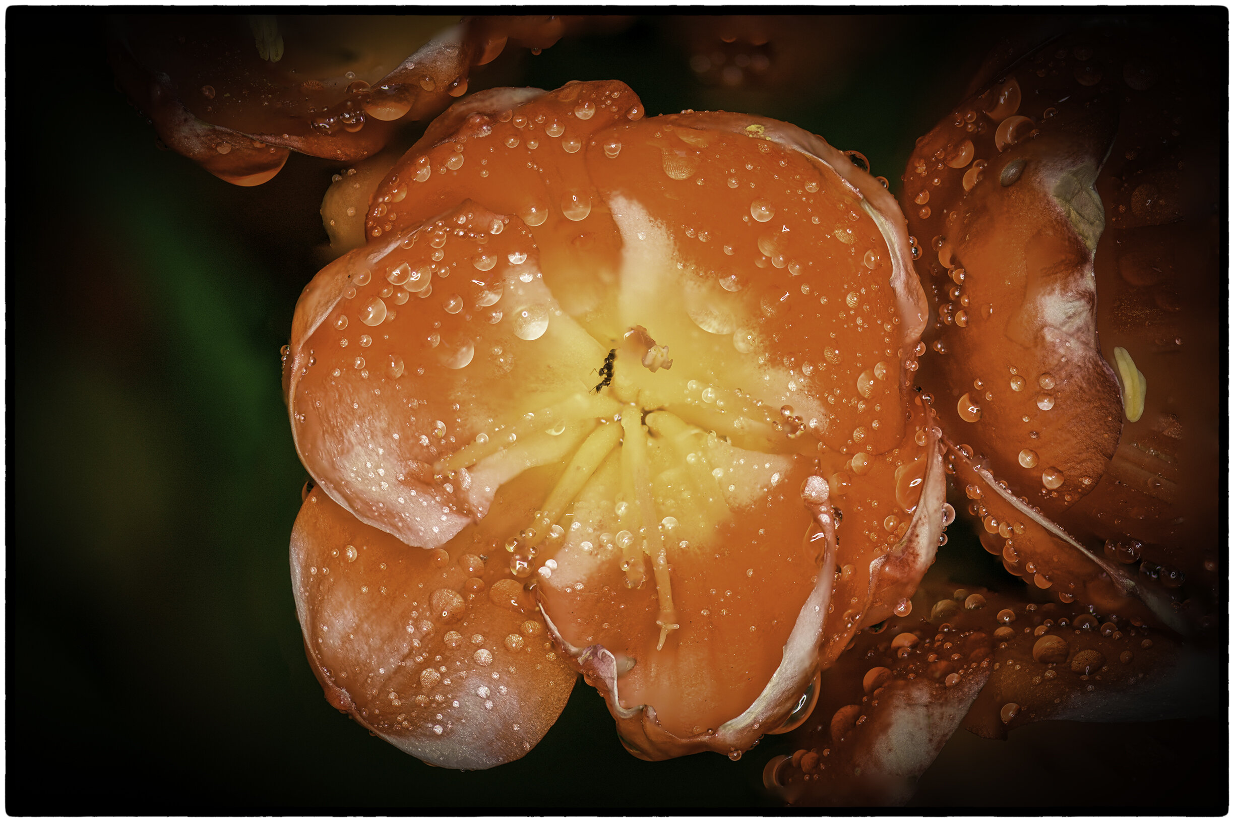 Orange Clivia (with ants)