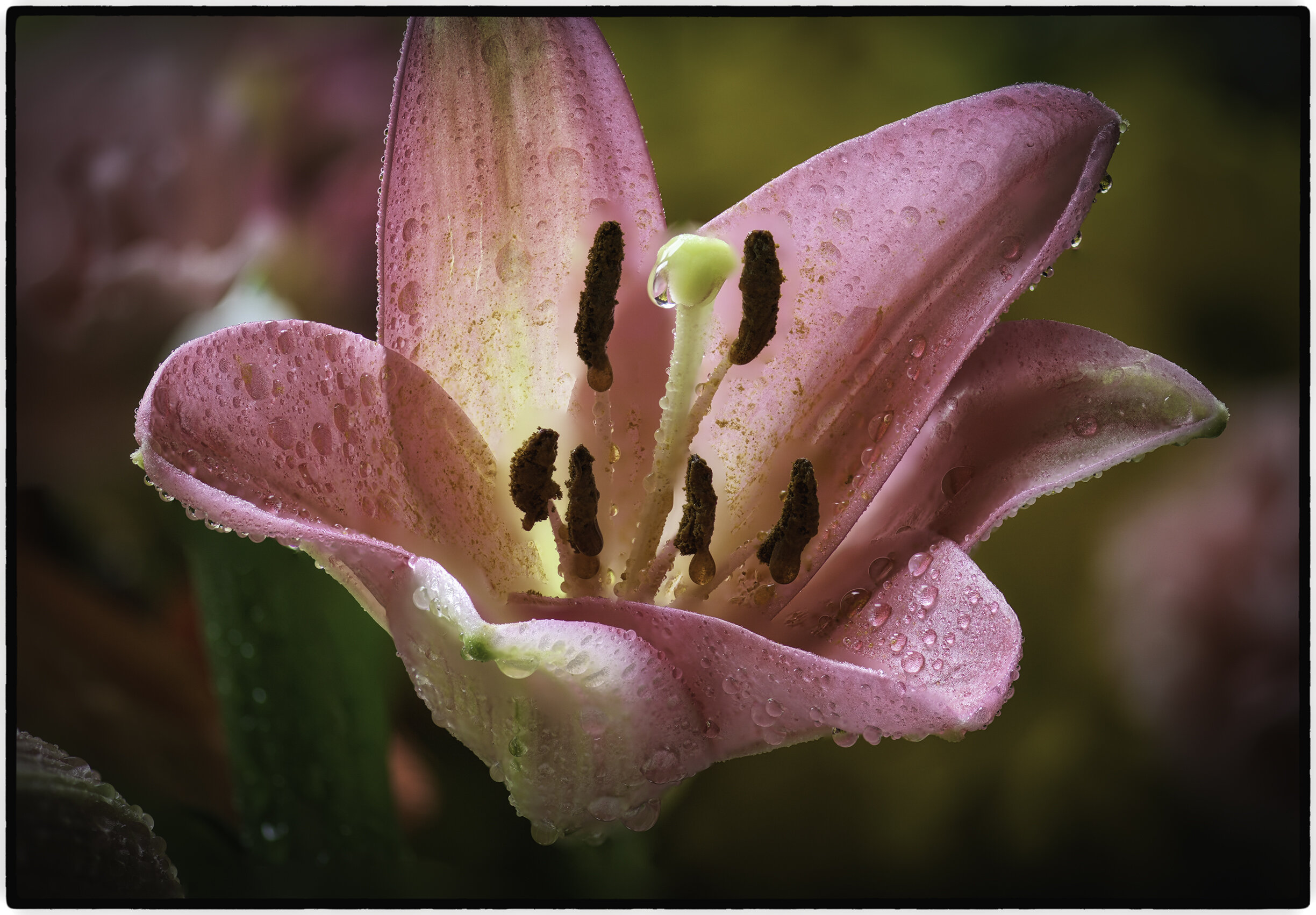 Monterey Mariposa Lily