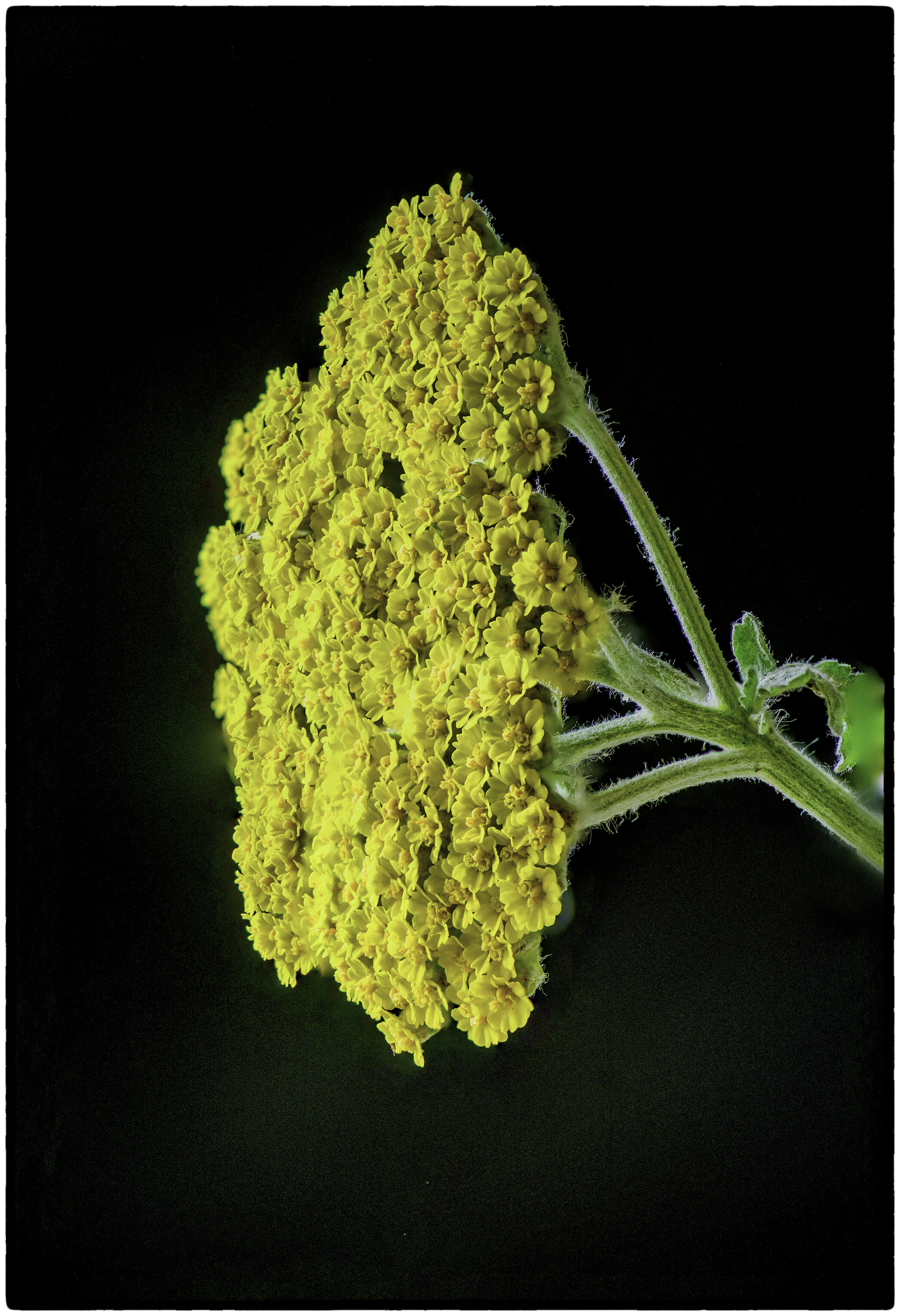 Fernleaf Yarrow