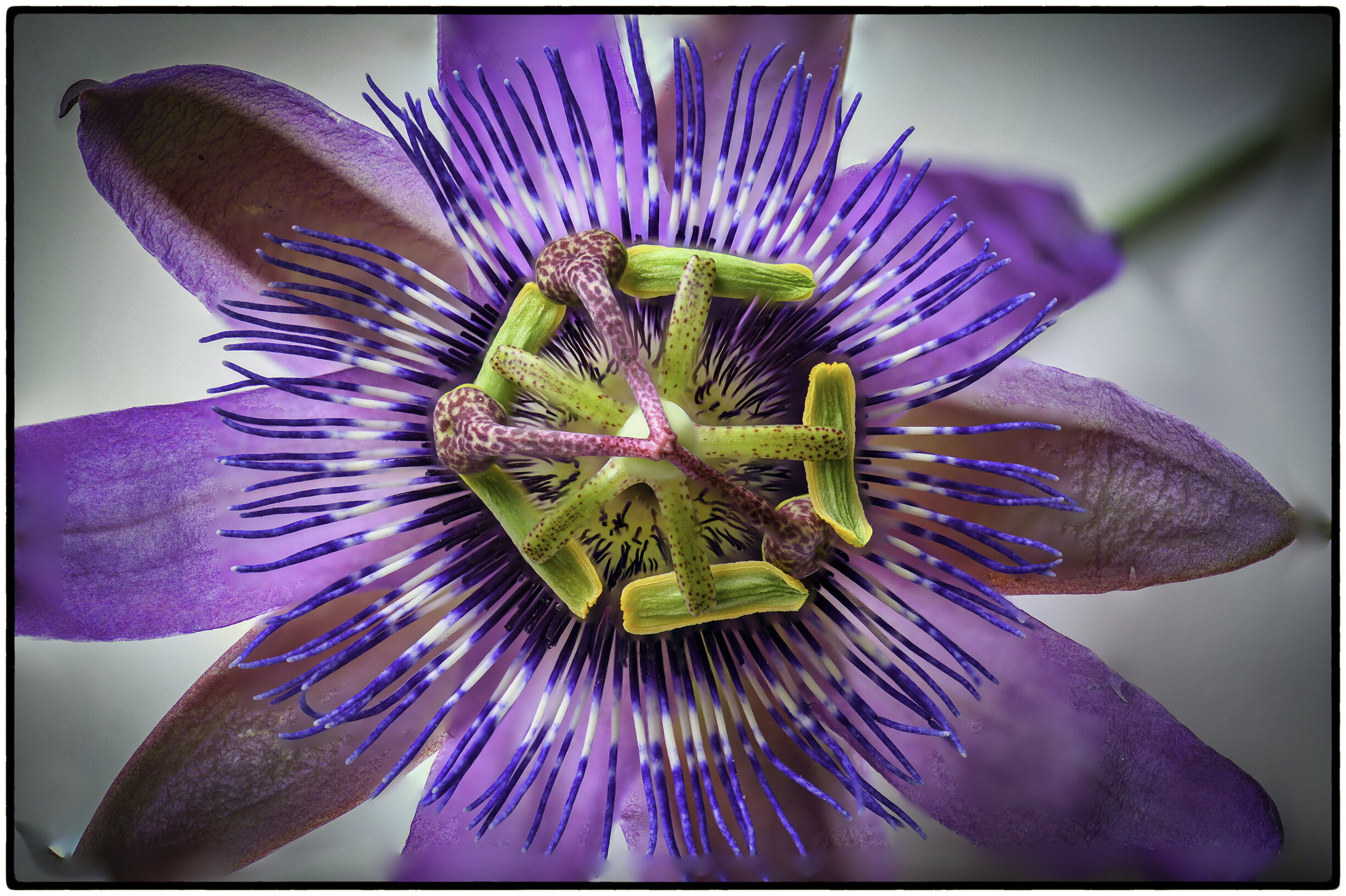 Bluecrown Passionflower