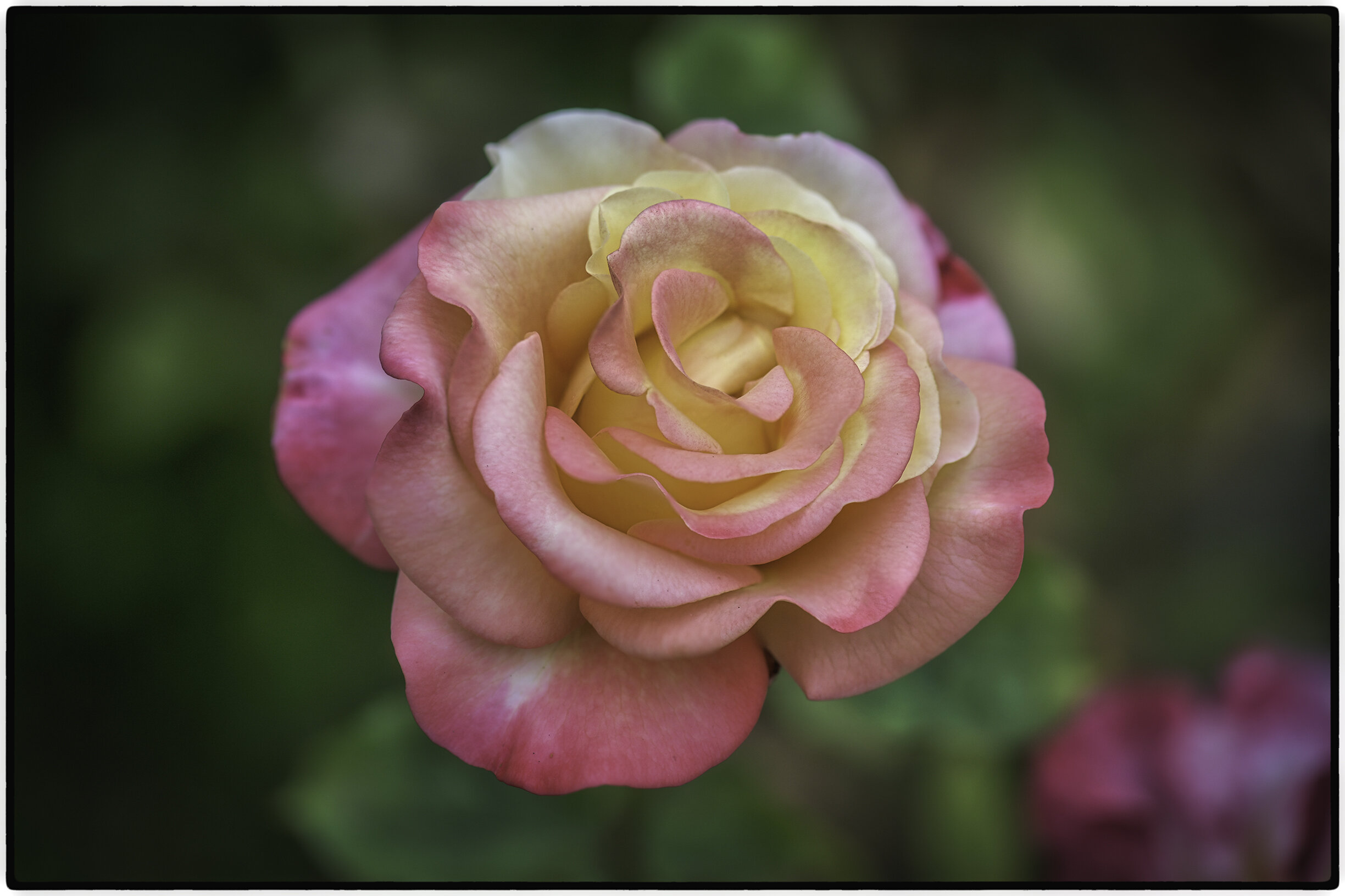 Rose 4.jpg