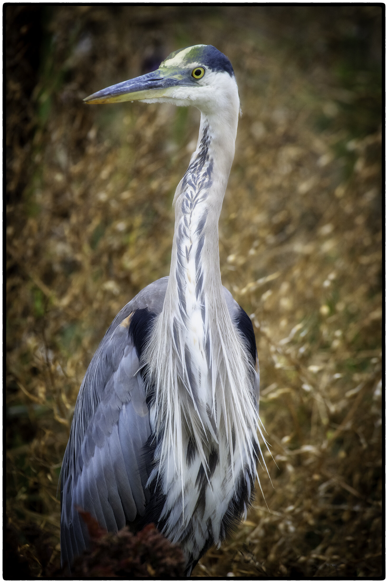 Blue Heron