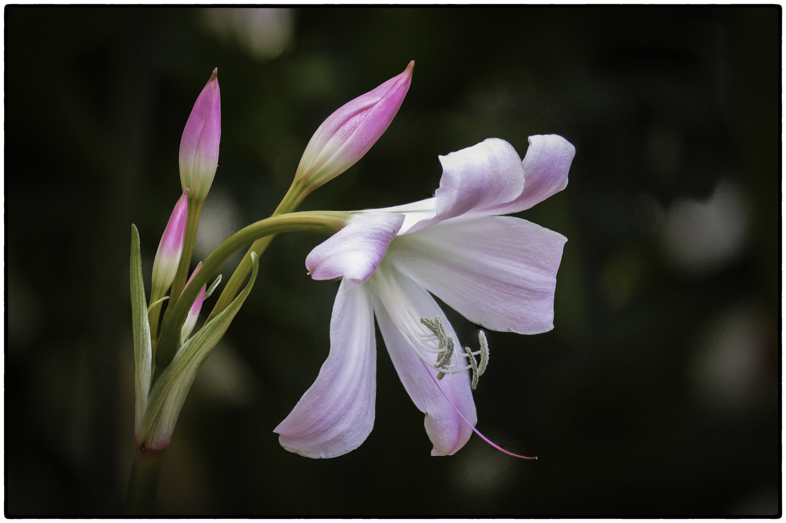 Neighborhood Flowers 1