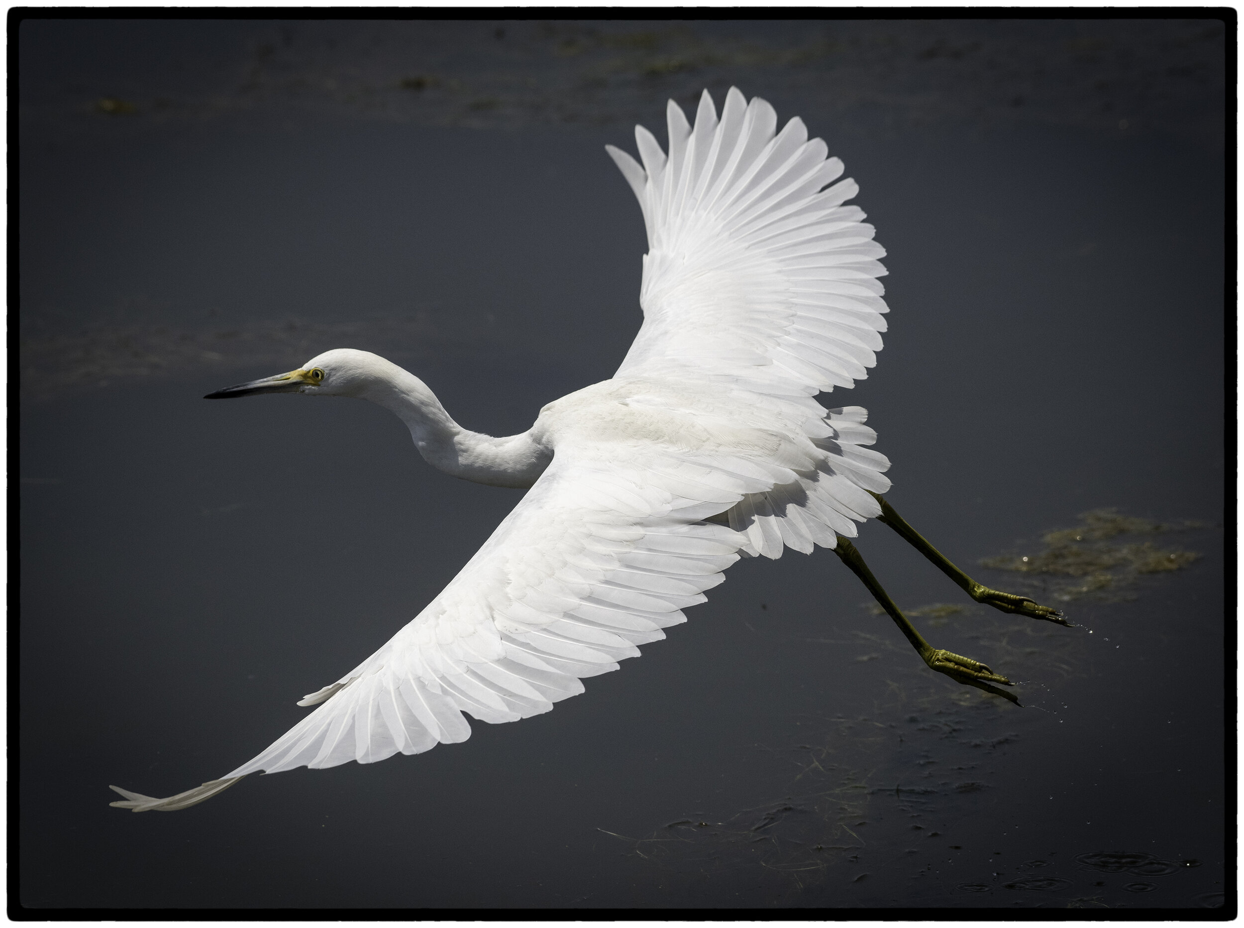  Great Egrets are tall, long-legged wading birds with long, S-curved necks and long, dagger-like bills. In flight, the long neck is tucked in and the legs extend far beyond the tip of the short tail.  Smaller than great blue herons, great egrets have
