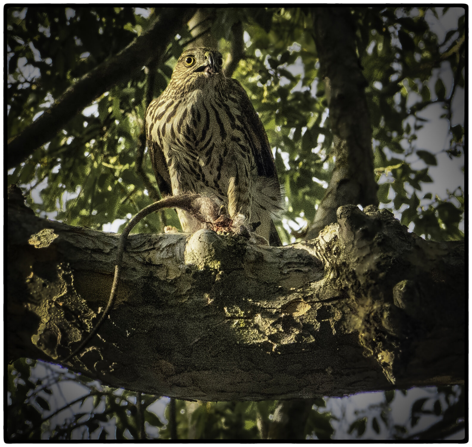 Falcon dining on a rat