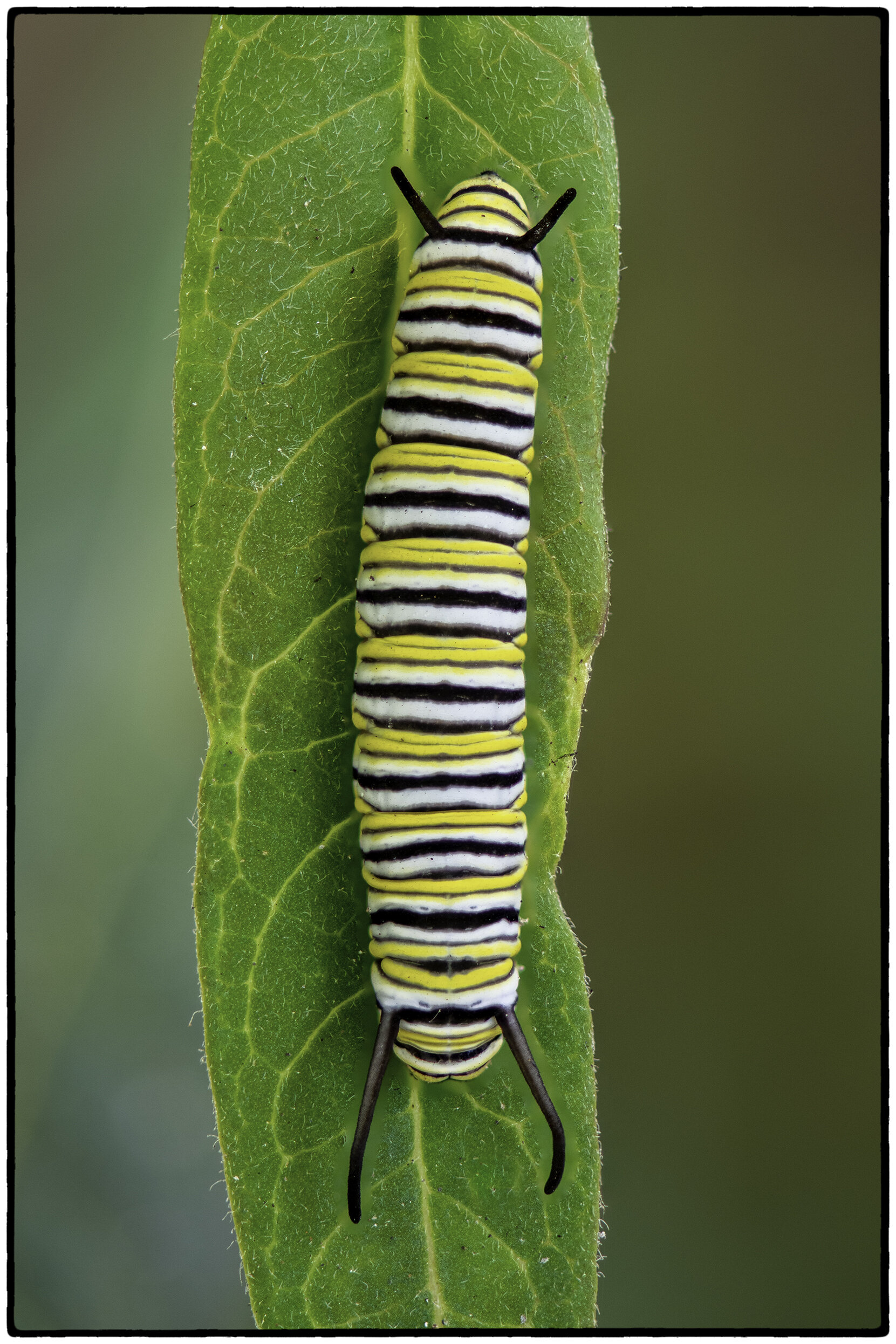 Caterpillar, Kensington