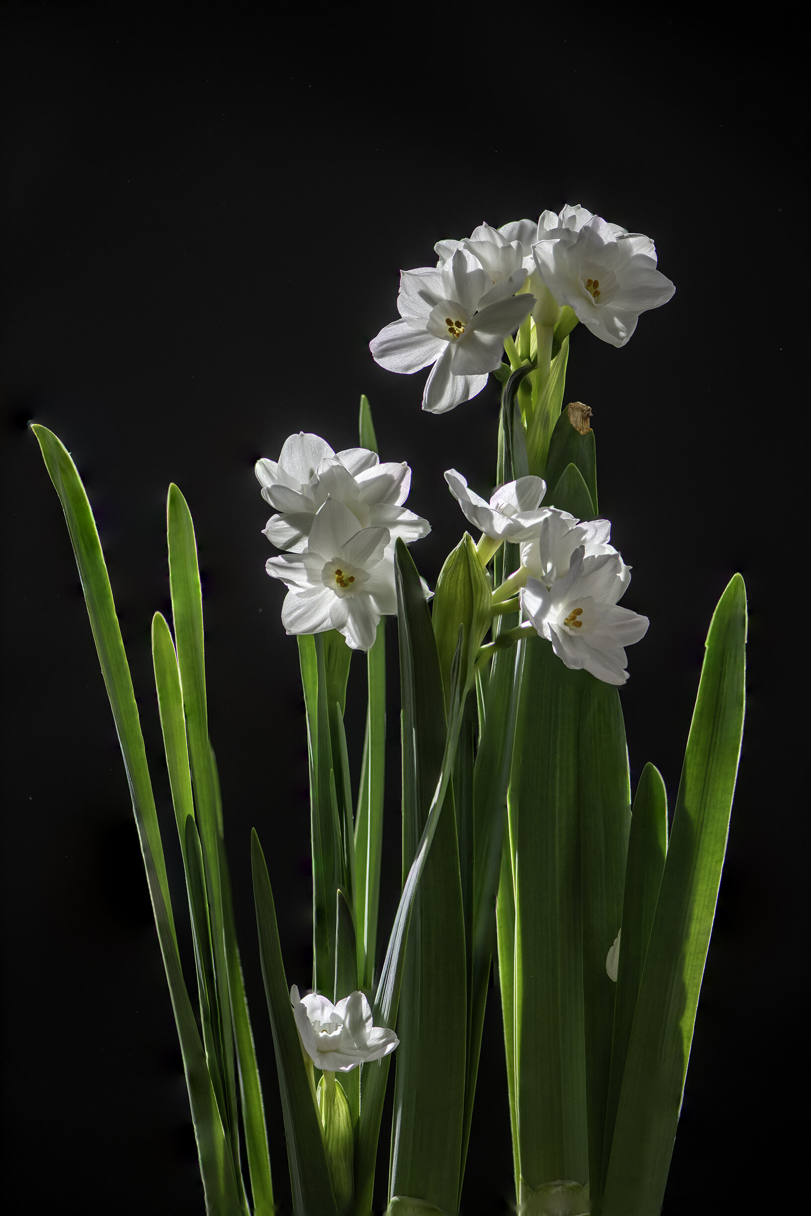 Paperwhites