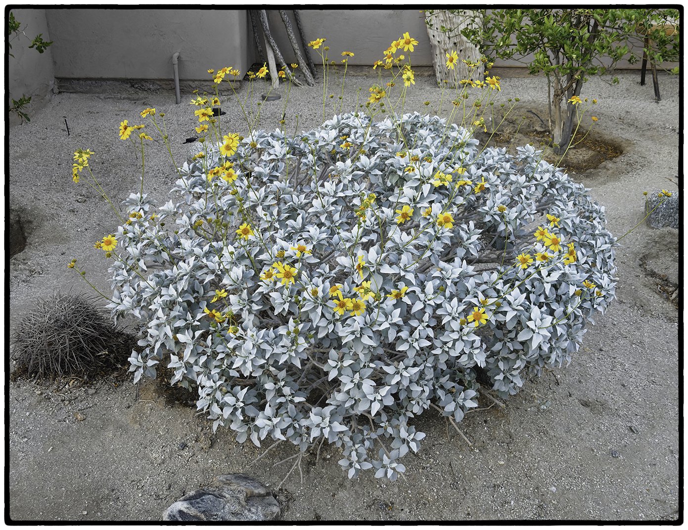 Unknown desert plant 1