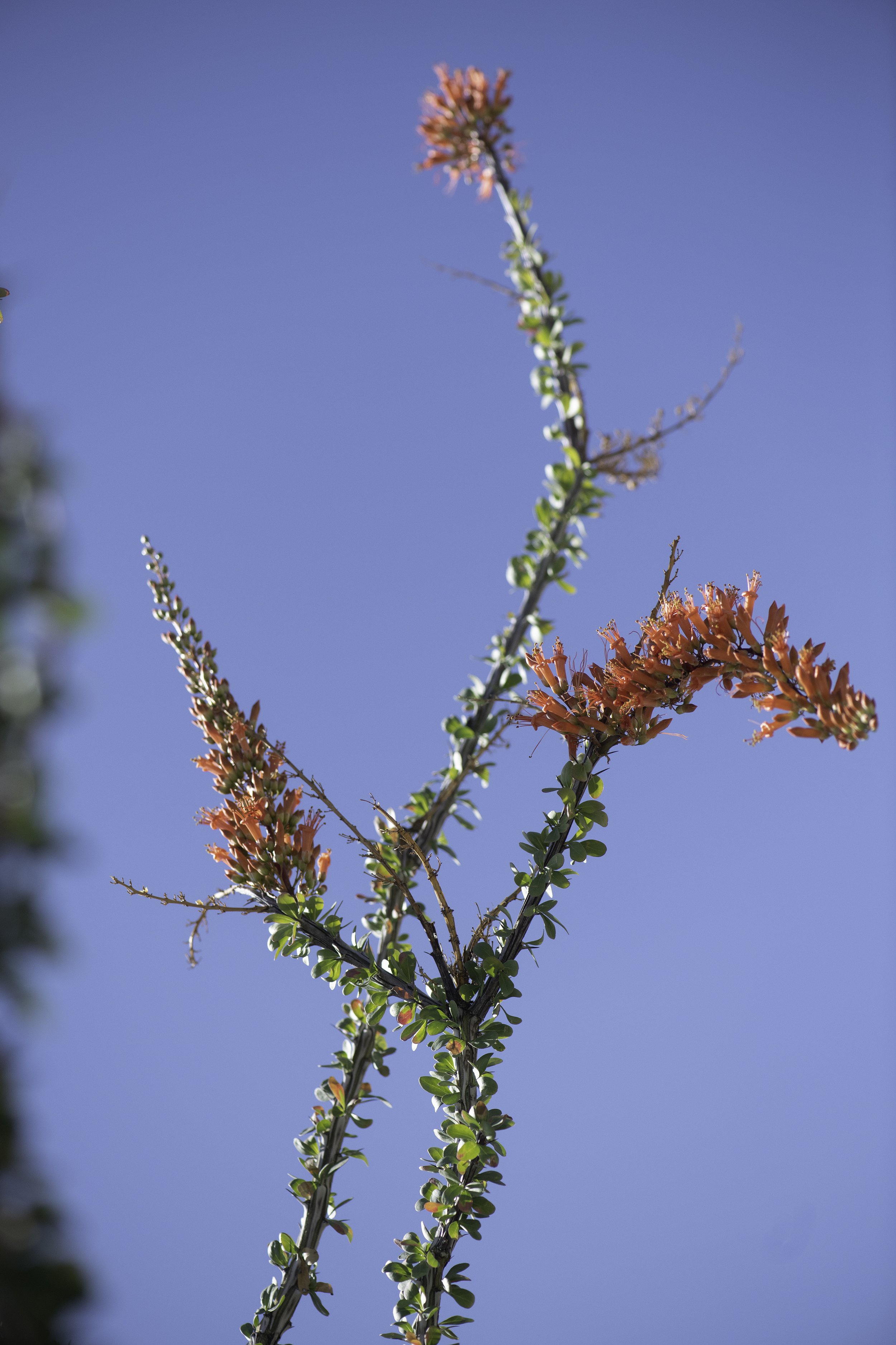 Ocotillo